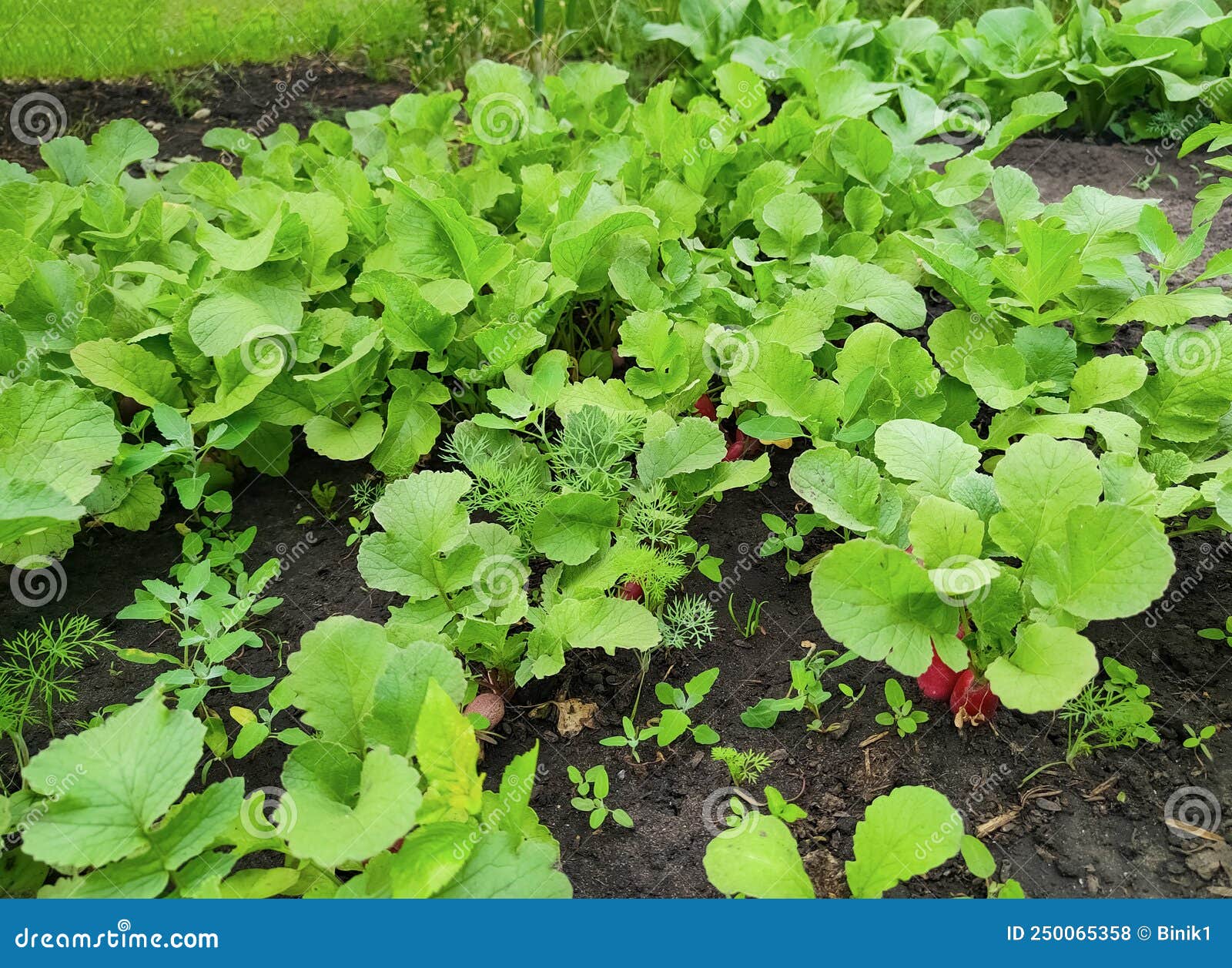 Radish Growing in the Garden Stock Photo Image of eating, diet 250065358