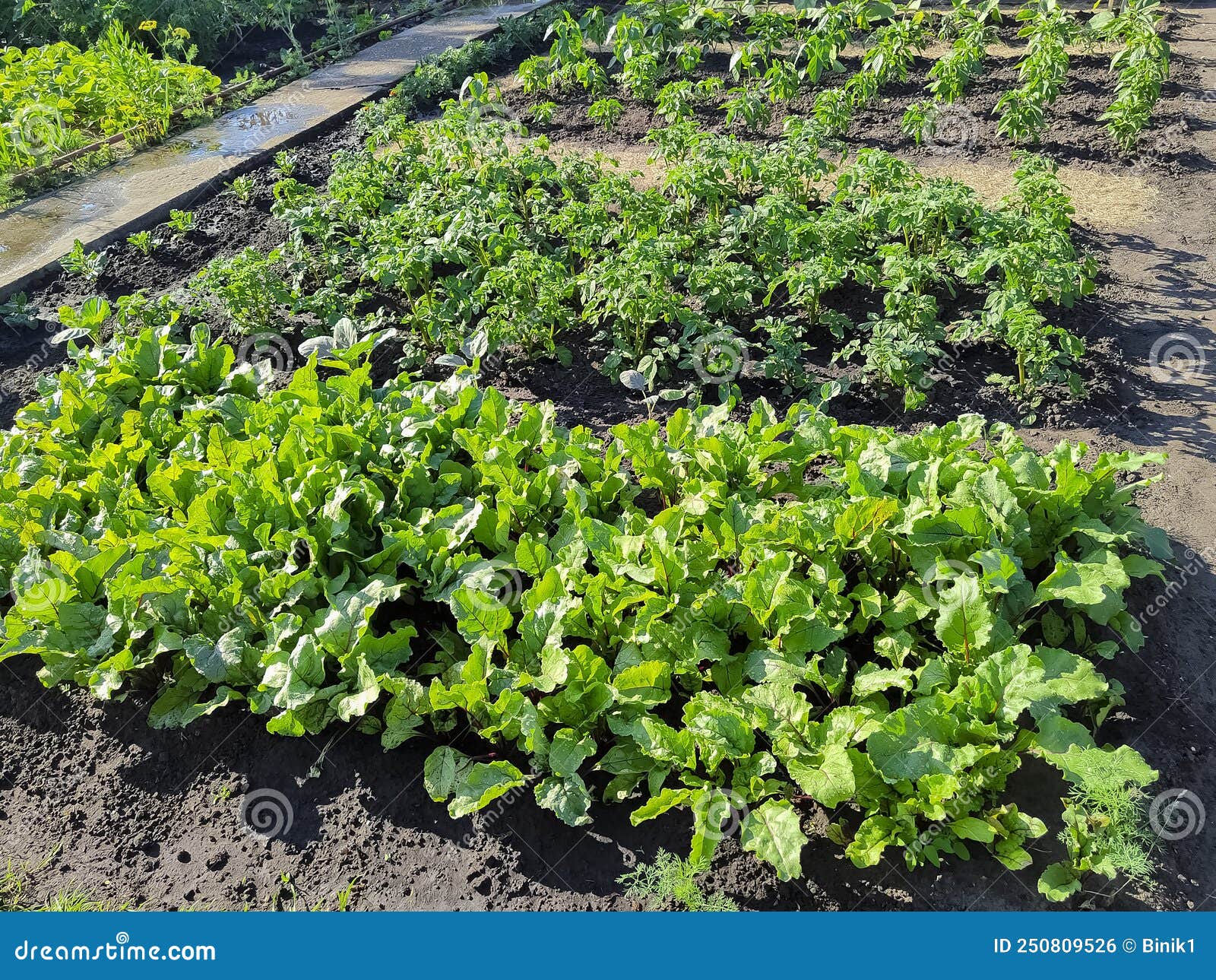 Radish Growing in the Garden. Radish Leaves Stock Photo Image of