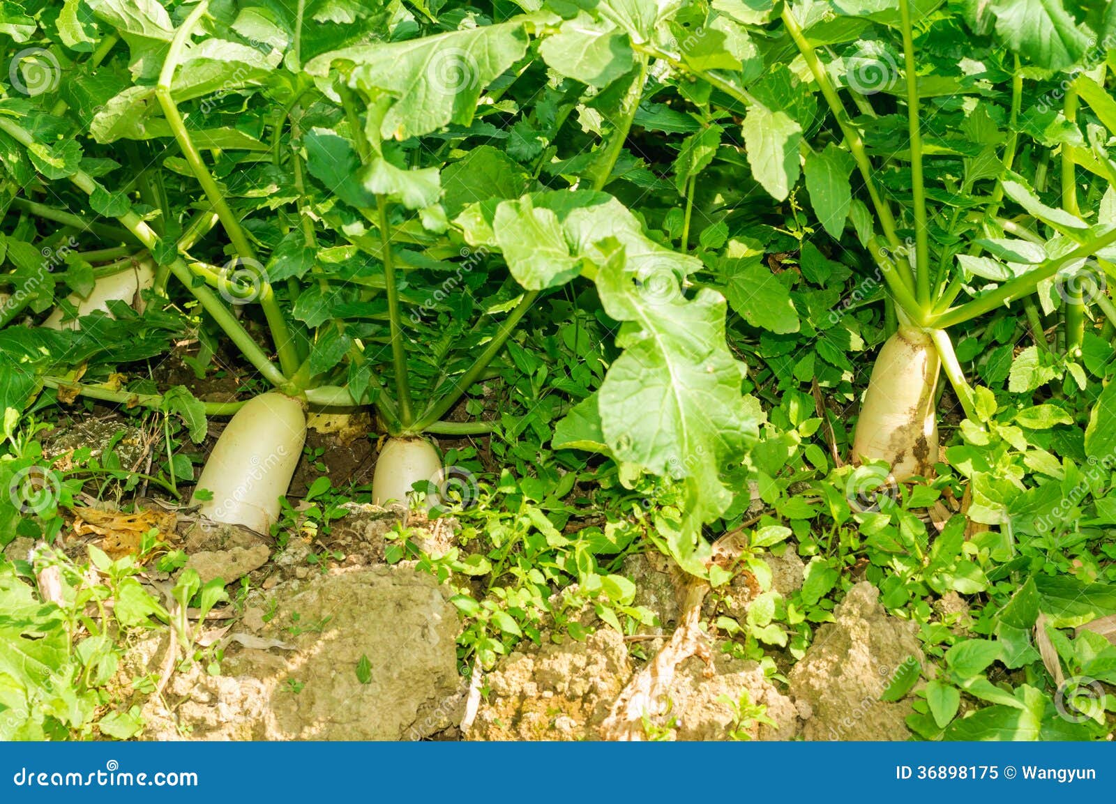 Radish grown in the ground stock image. Image of soil 36898175