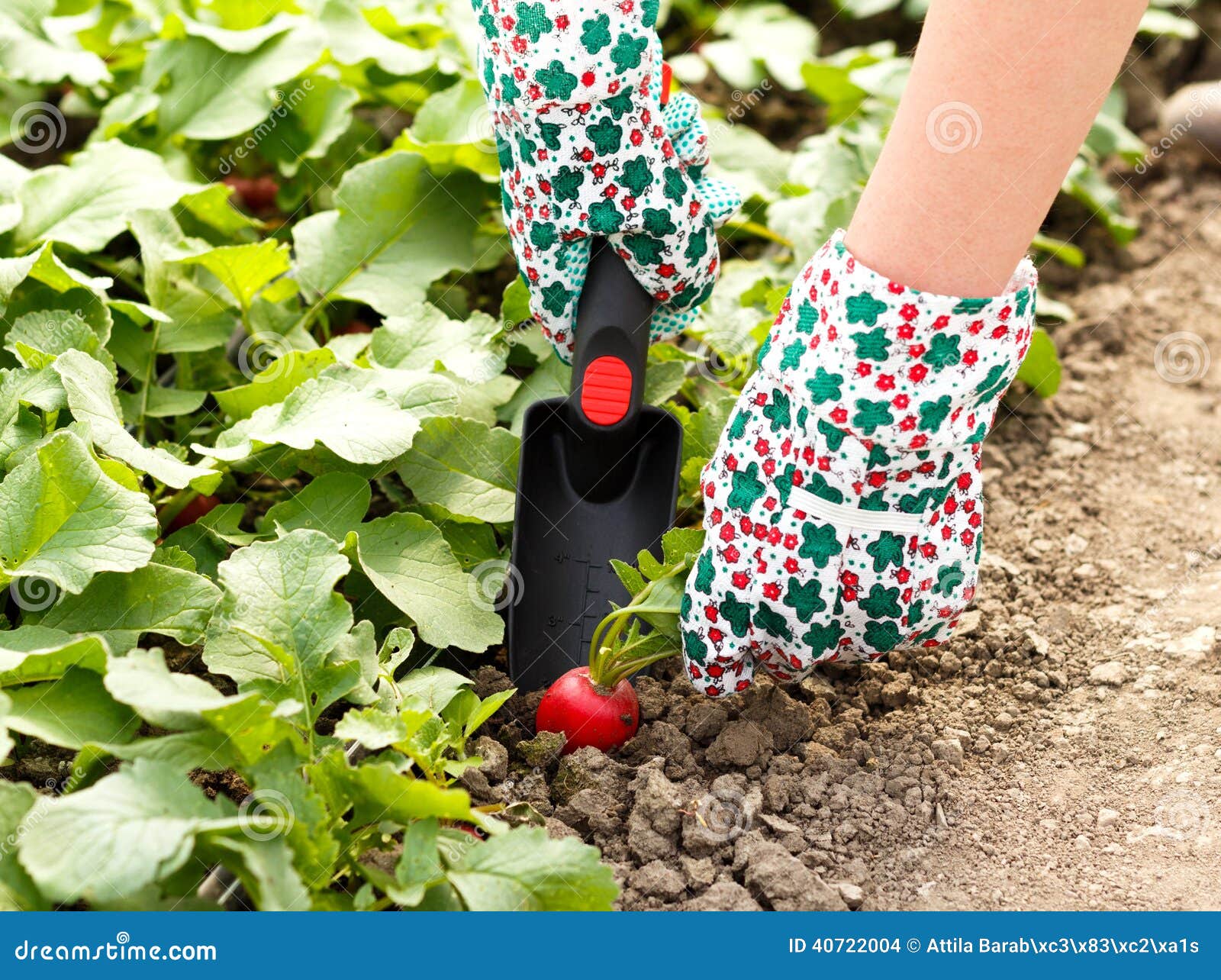 Radish Harvest stock photo. Image of cultivating, scoop 40722004