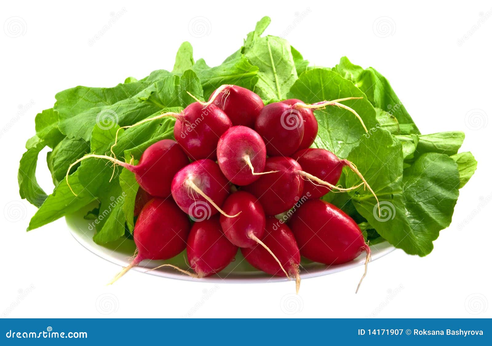 Radish with leaves stock image. Image of fennel, eating 14171907
