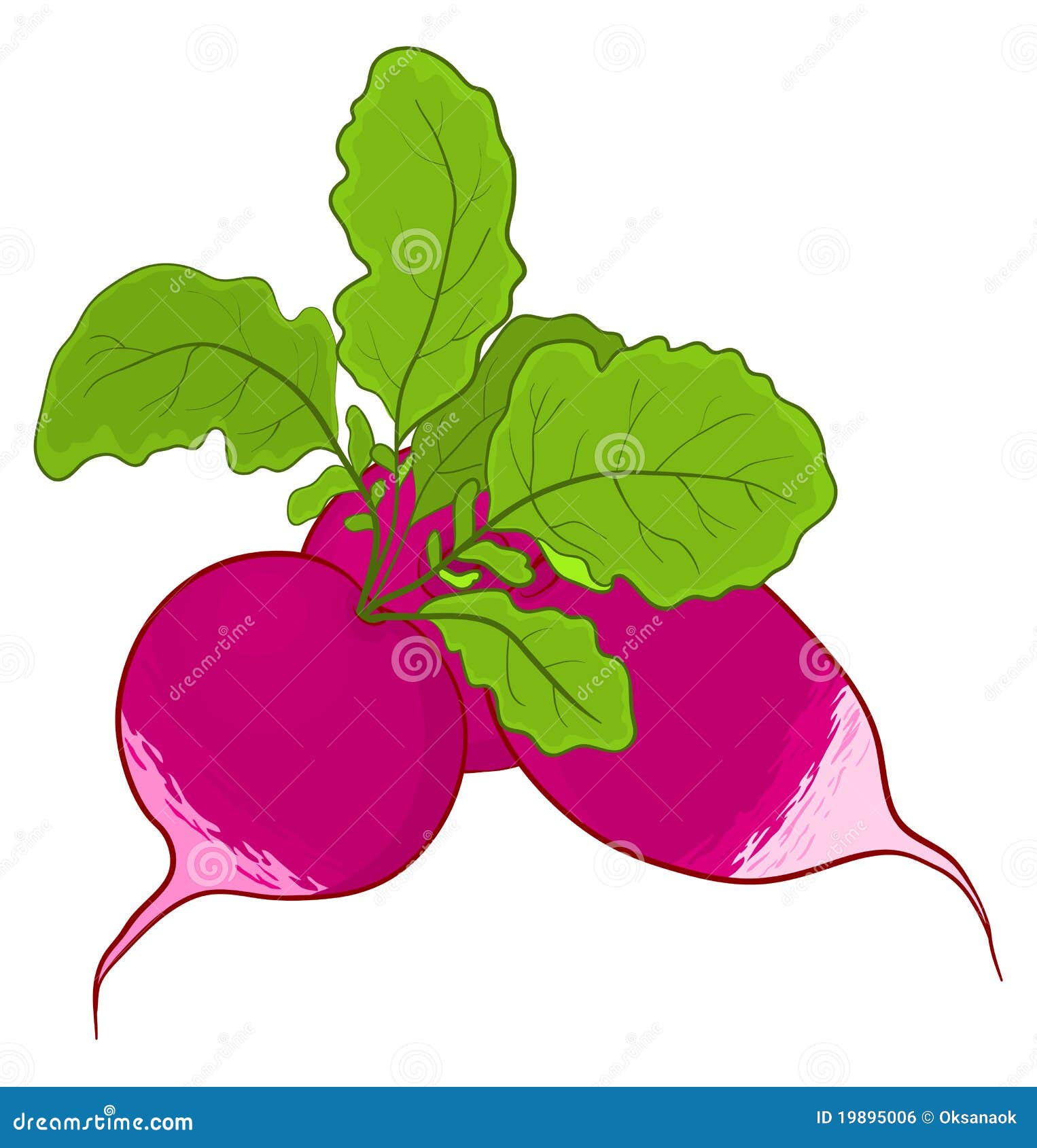 Radish with leaves stock vector. Illustration of garden 19895006