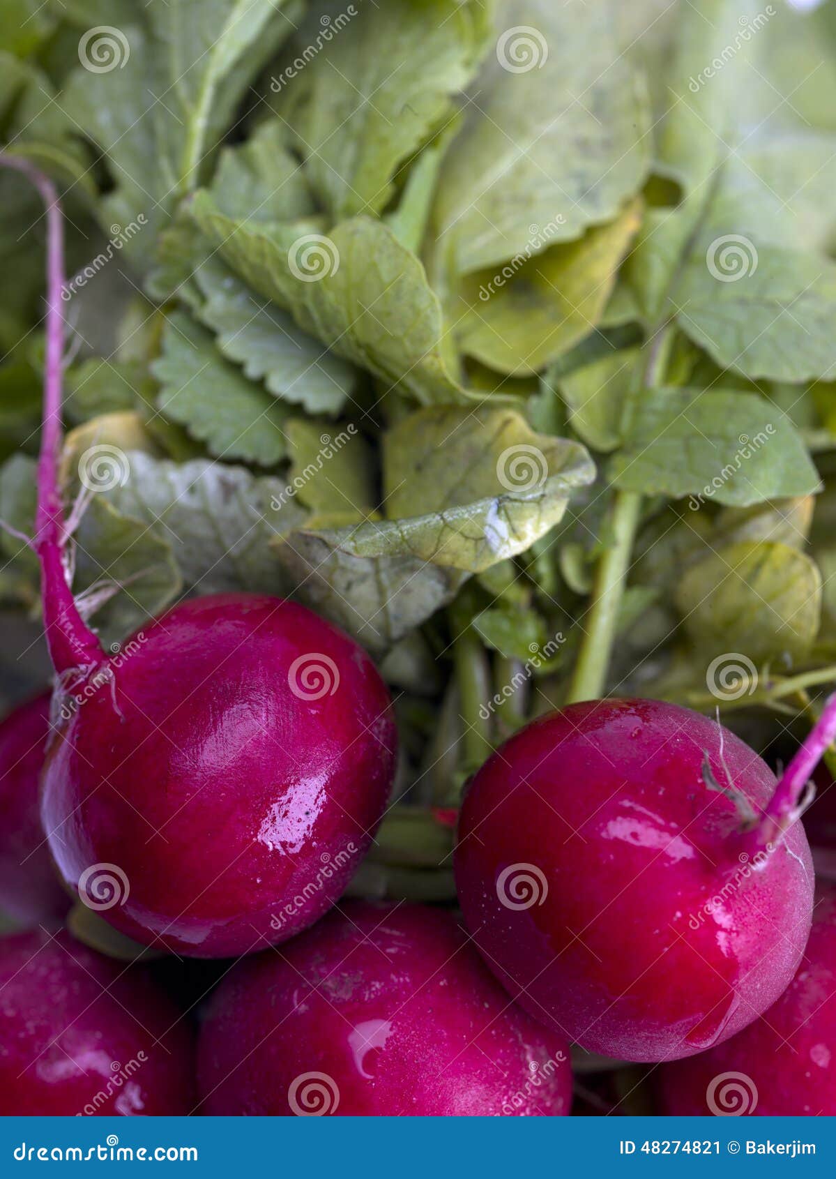 Radish with leaves stock image. Image of intact, close 48274821