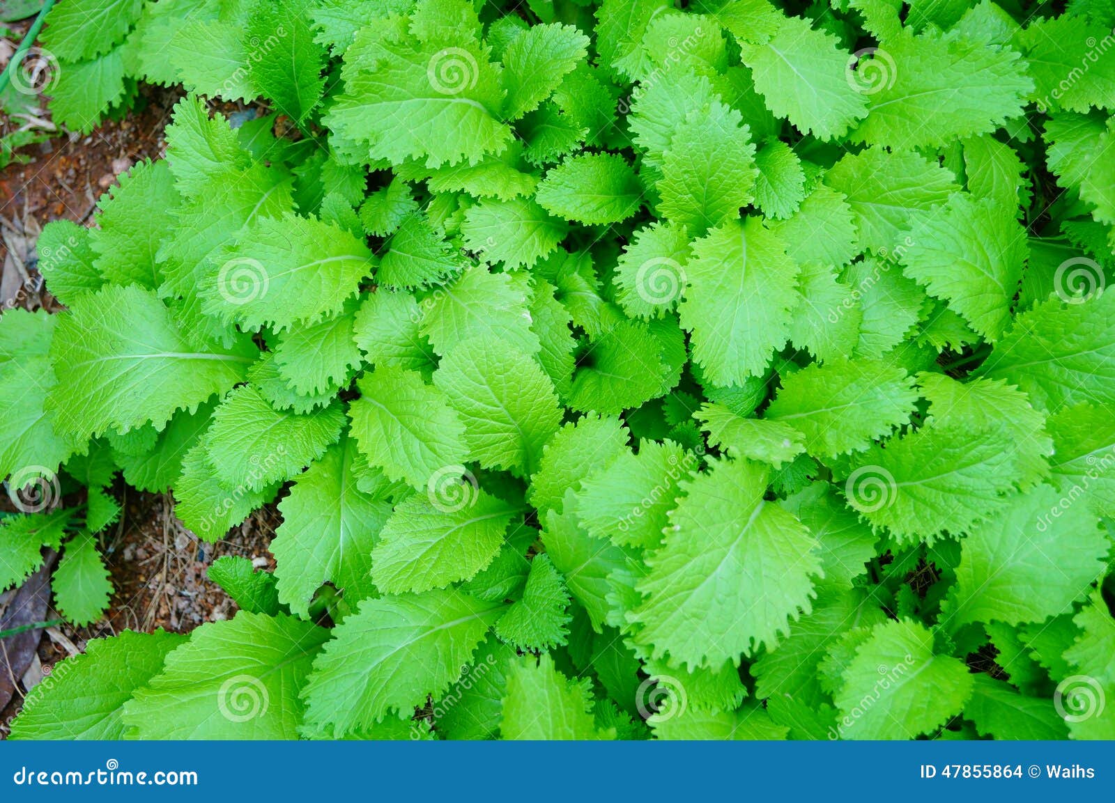 Radish leaves stock photo. Image of products, groundcover 47855864