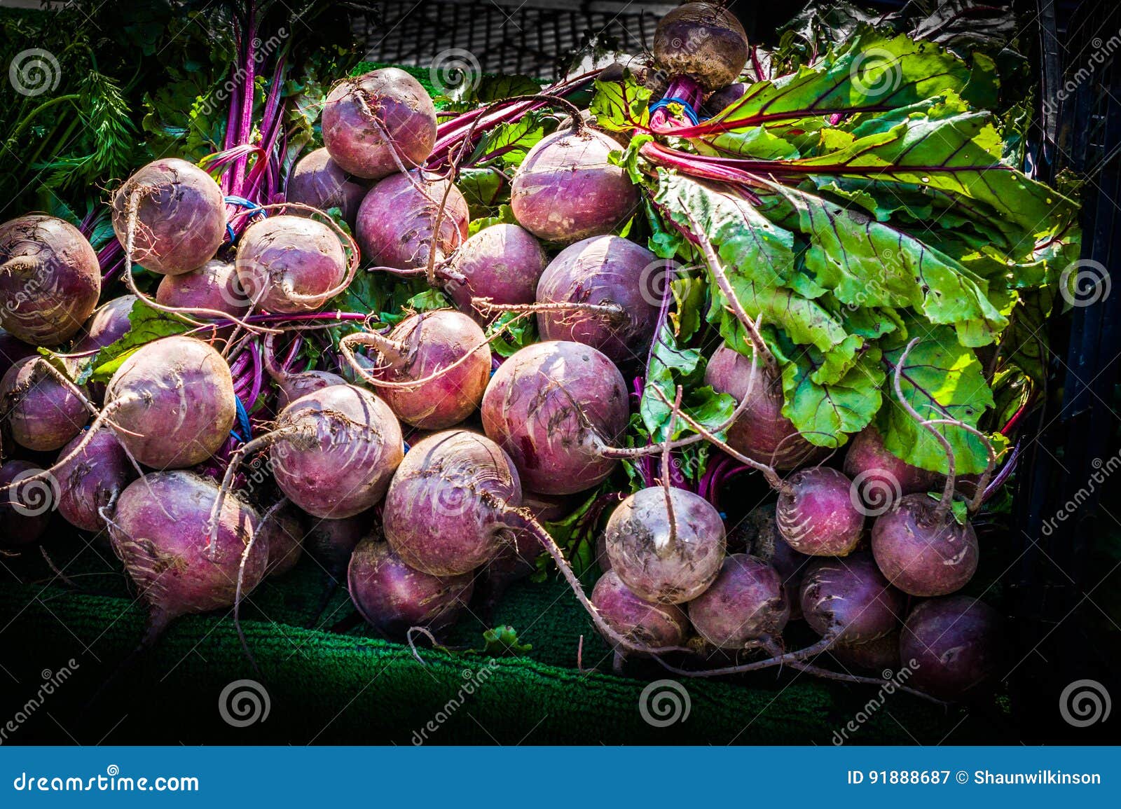 Radish stock image. Image of food, radish, closeup, colorful 91888687