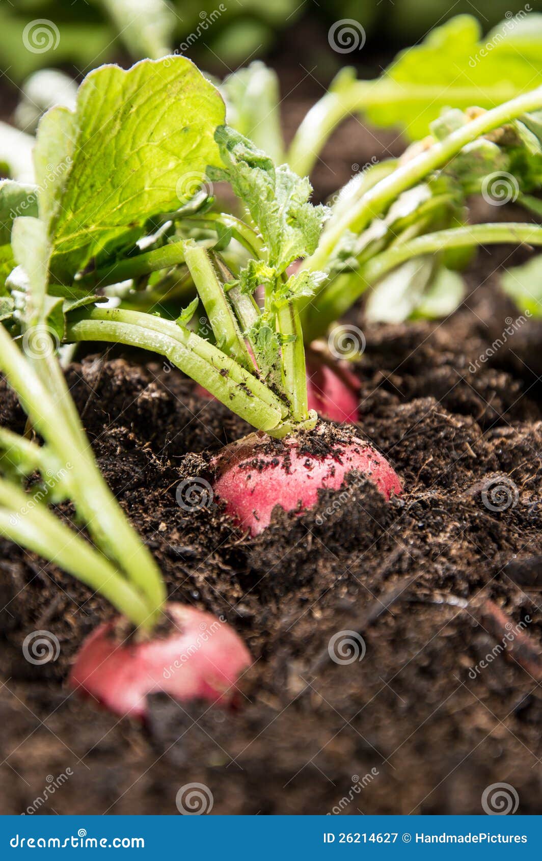 Radish Plants in the Garden Stock Image Image of rough, healthy 26214627