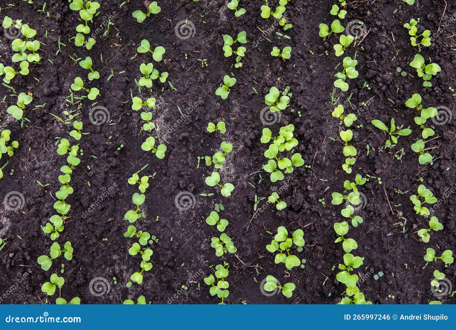 Radish Sprouts Break through the Ground in Spring. Stock Photo Image