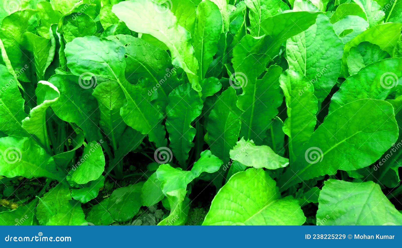 radish plant crops in my garden stock photo