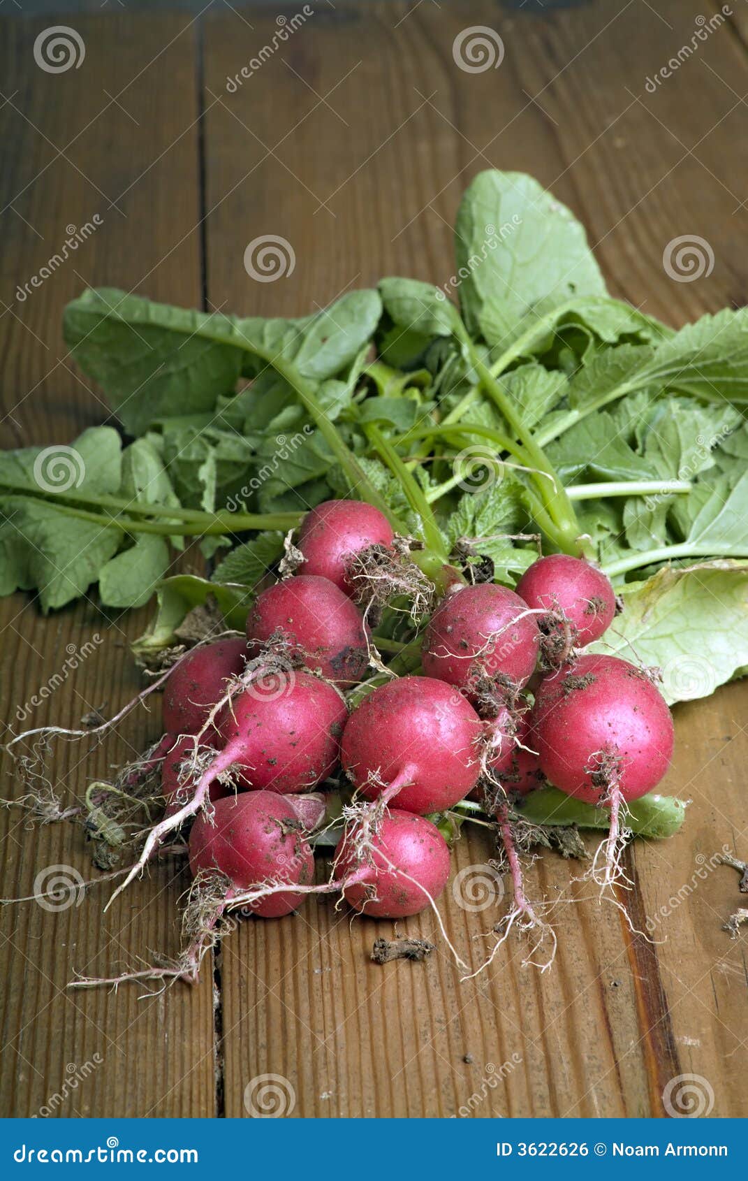 Radishes stock photo. Image of close, grunge, leaves, dirt 3622626