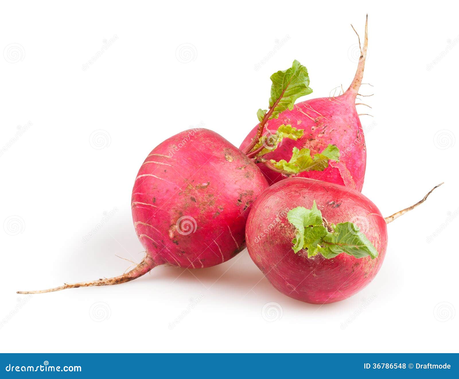 Radishes big group stock photo. Image of radishes, ingredient 36786548