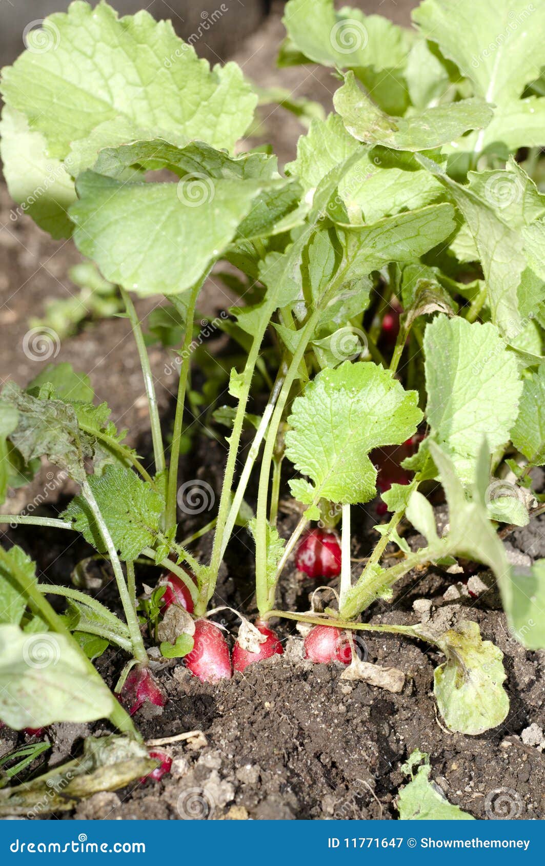 Radishes in garden stock image. Image of dirt, farm, garden 11771647