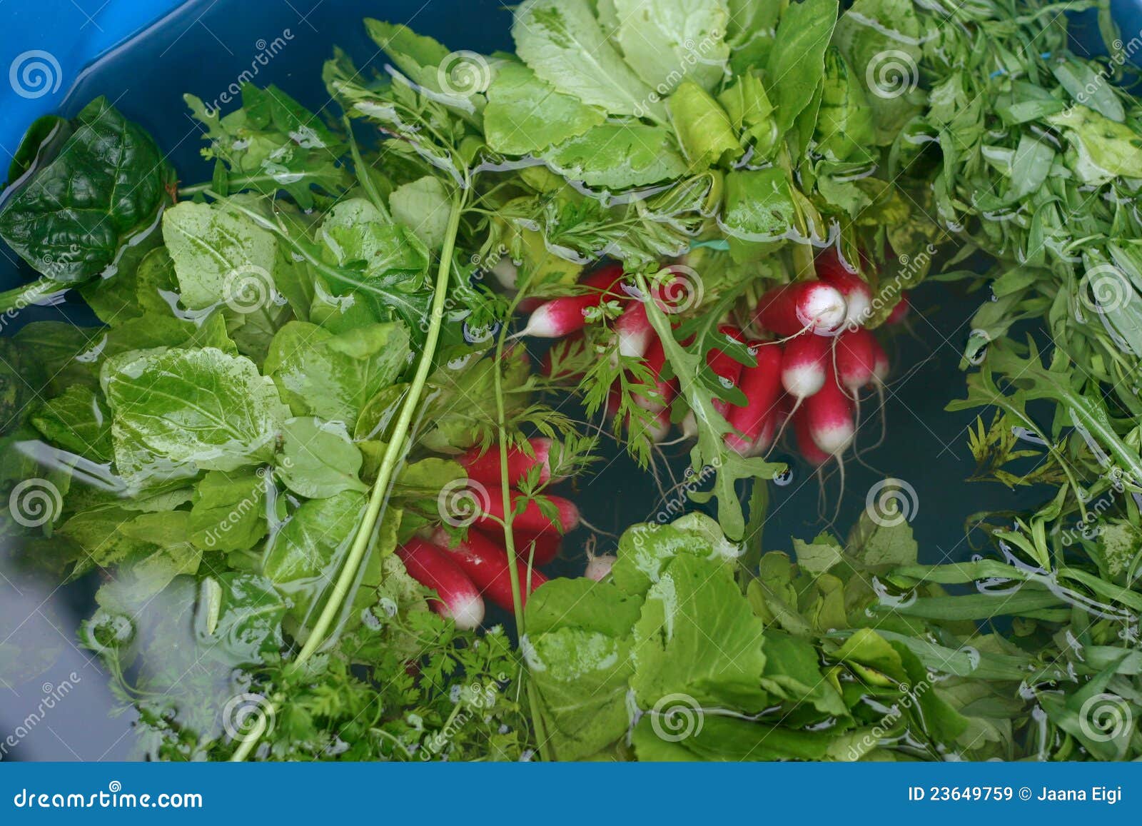 Radishes and greens stock image. Image of paris, french 23649759