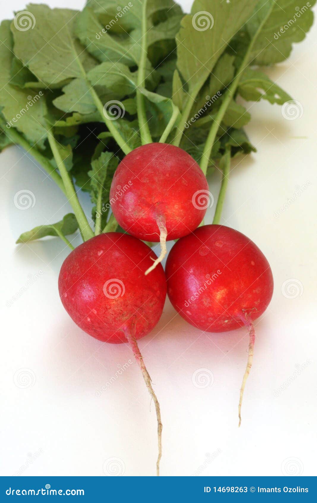 Radishes with Leaf and Root Stock Image Image of calorie, radish