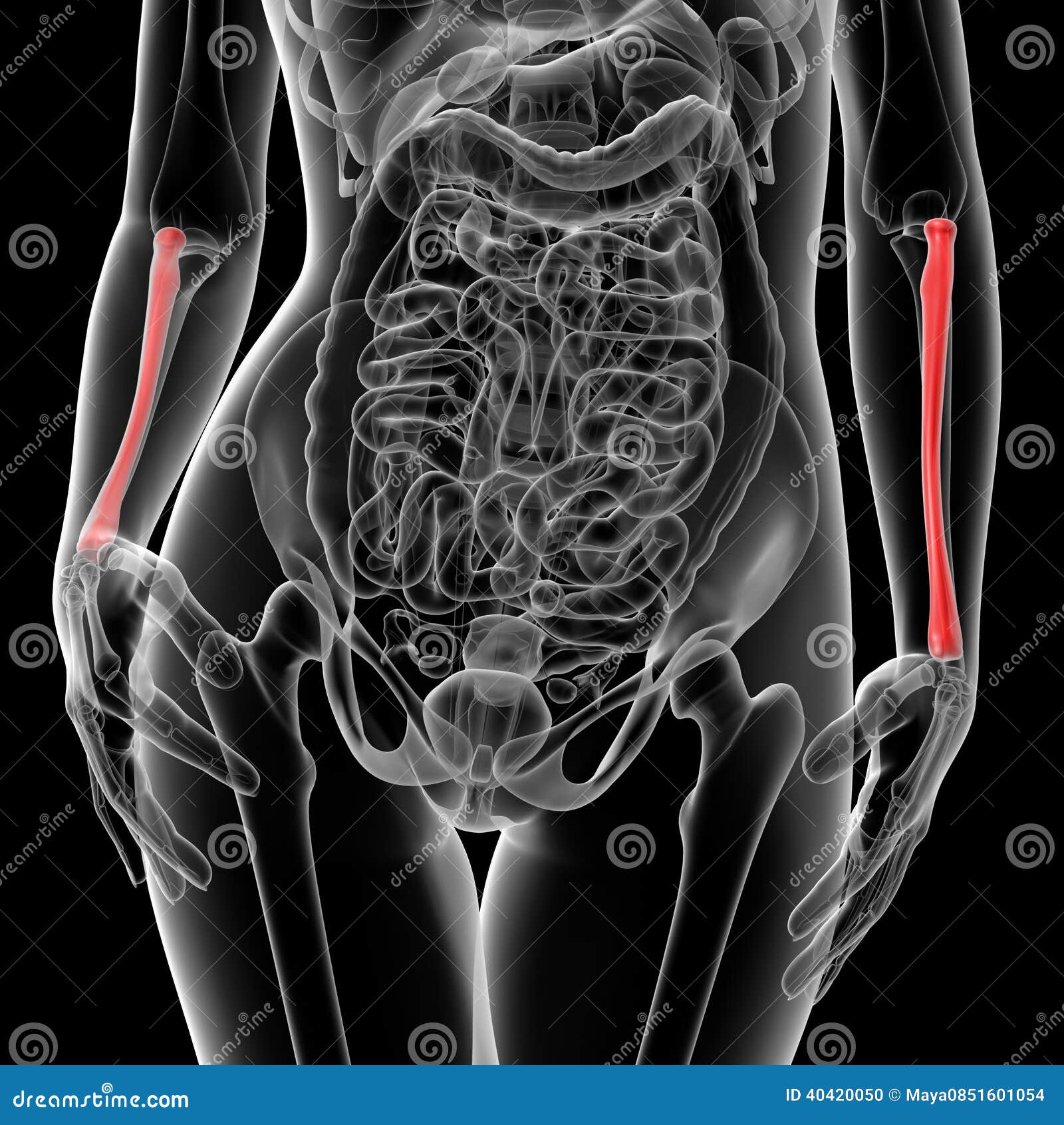 Radius bone stock illustration. Illustration of science 40420050
