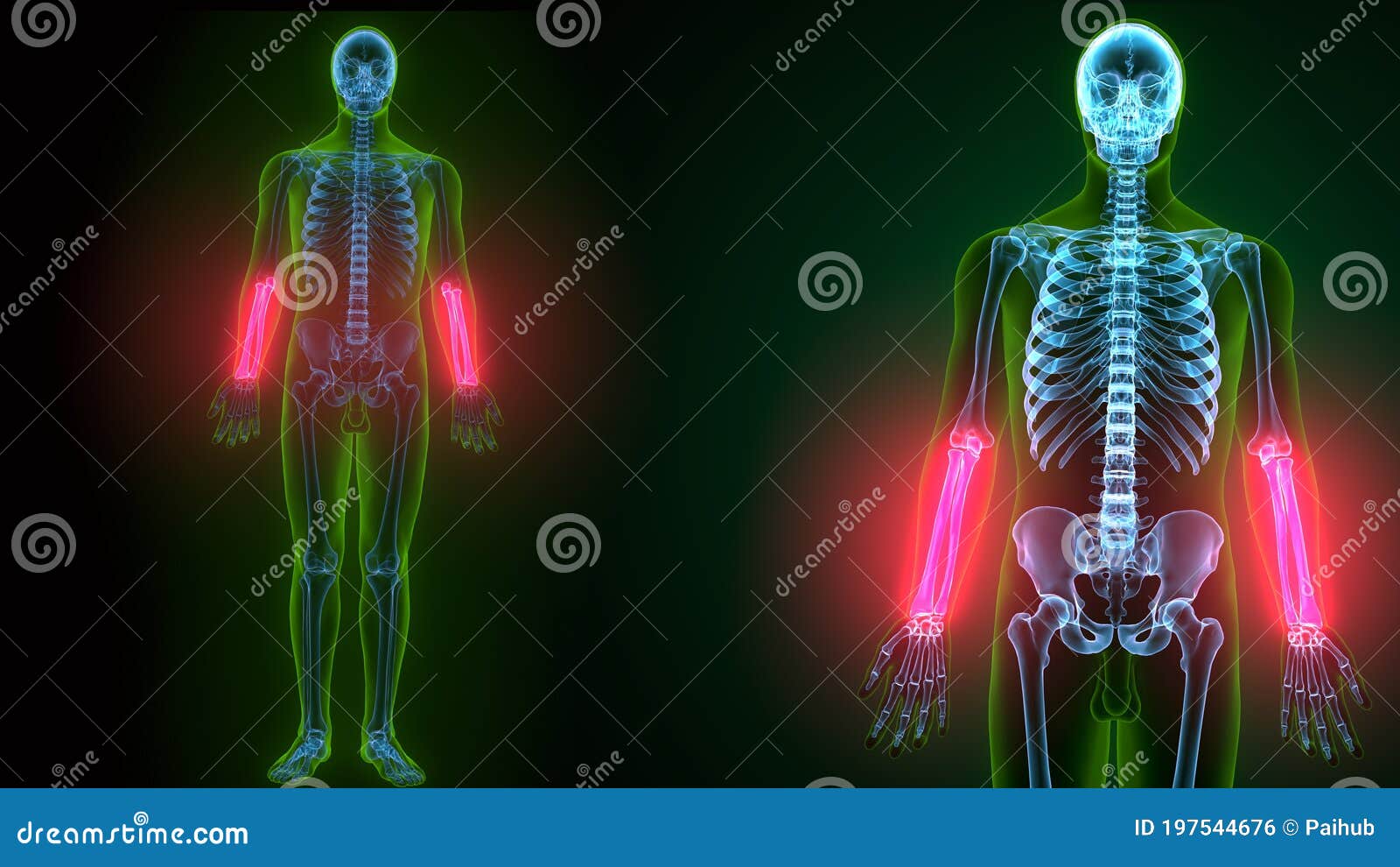 3d  of human skeleton ulna and radius bone