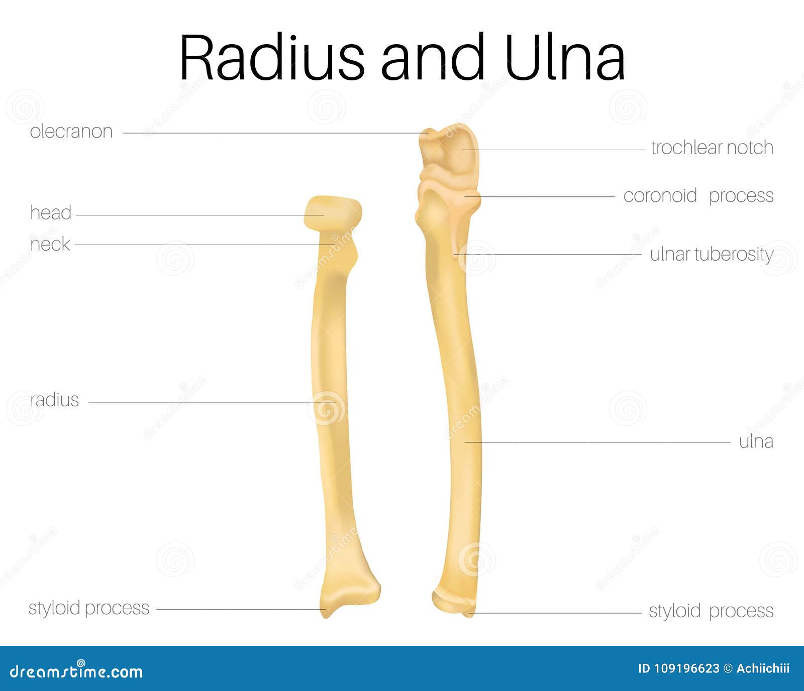Radius and Ulna bone stock vector. Illustration of radius - 109196623