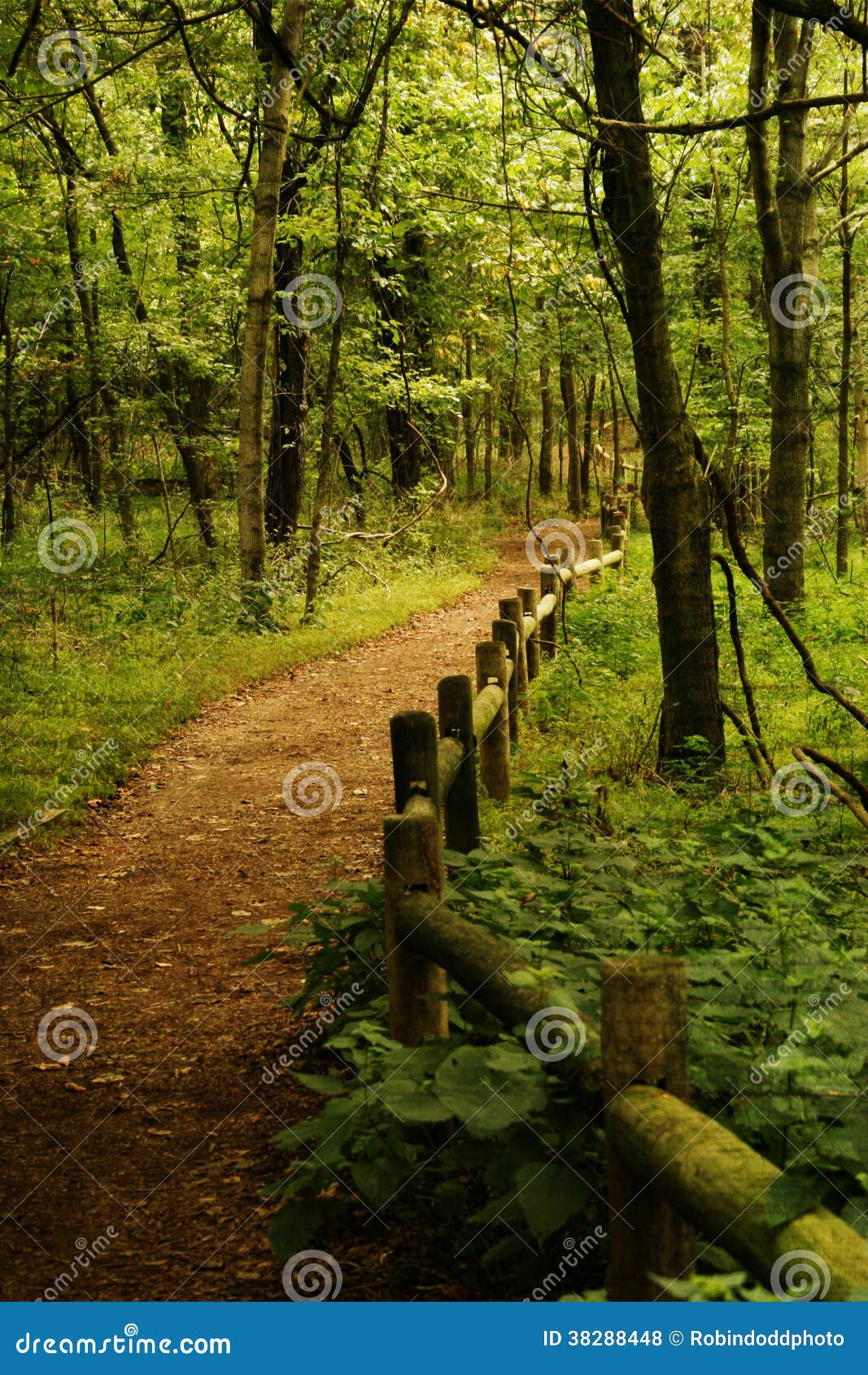 radnor lake in nashville tennessee,wooded fenced path in the forest