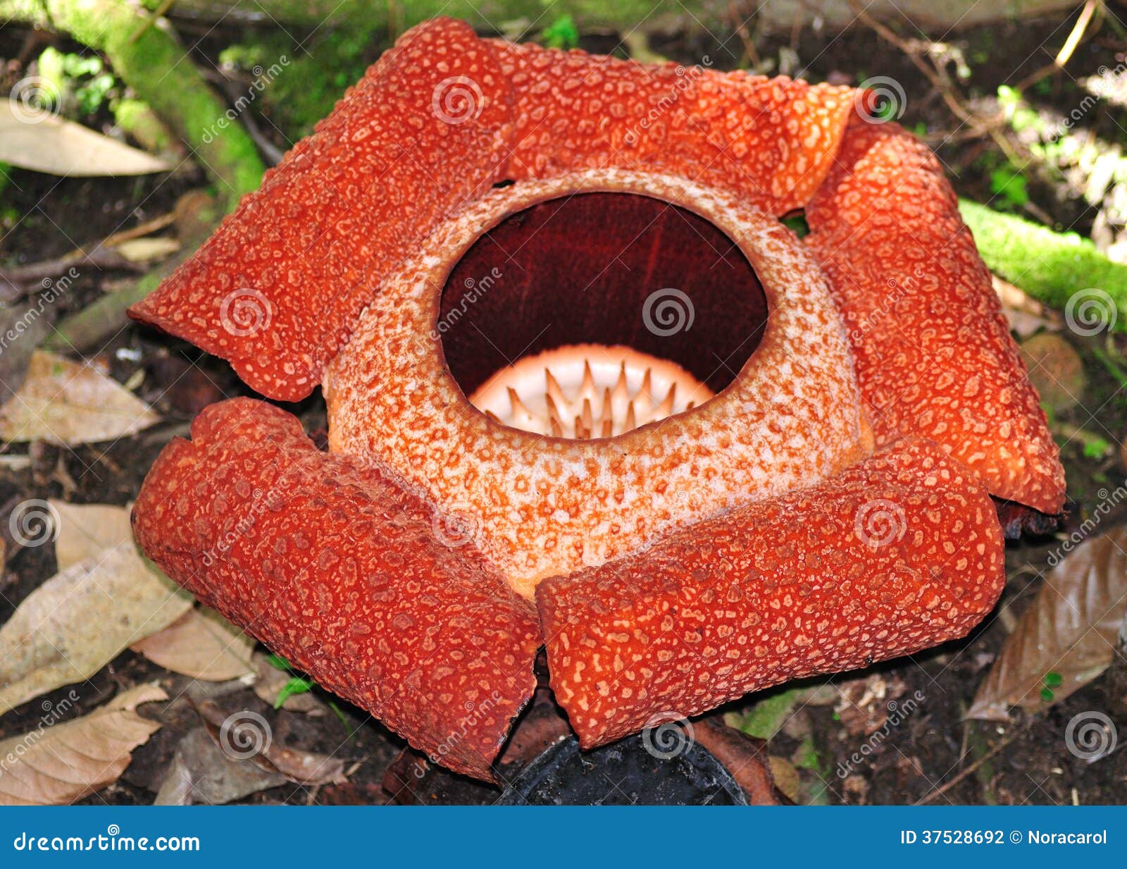 Rafflesia, the Biggest Flower in the World Stock Photo Image of