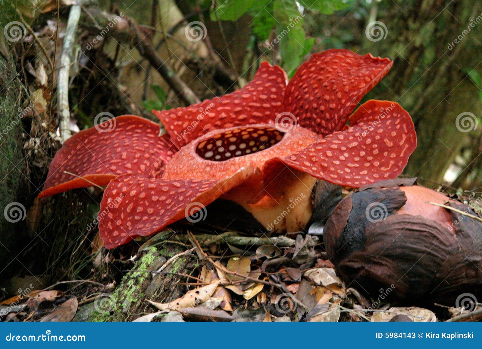Rafflesia, the Biggest Flower in the World Stock Image Image of putrid, giant 5984143