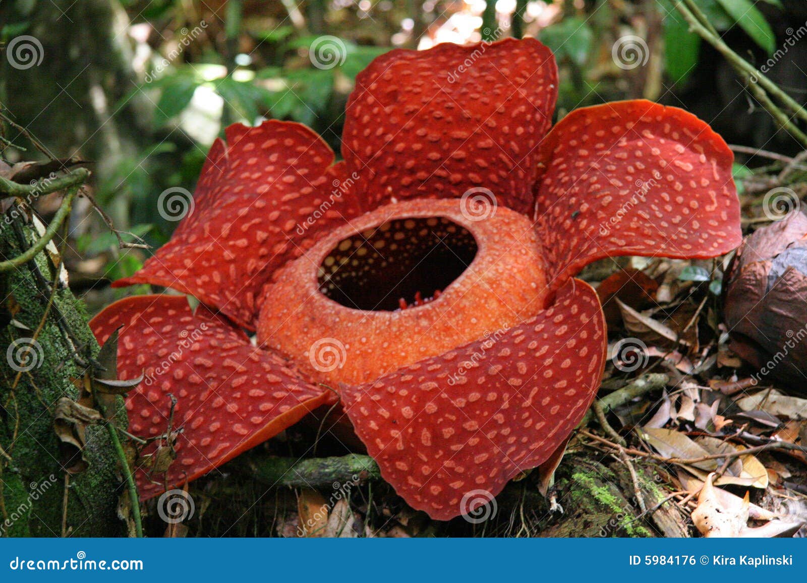 rafflesia, the biggest flower in the world