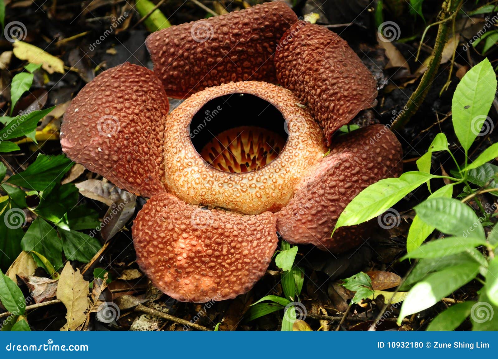 Rafflesia Flower in Kota Kinabalu Stock Photo Image of biggest, third