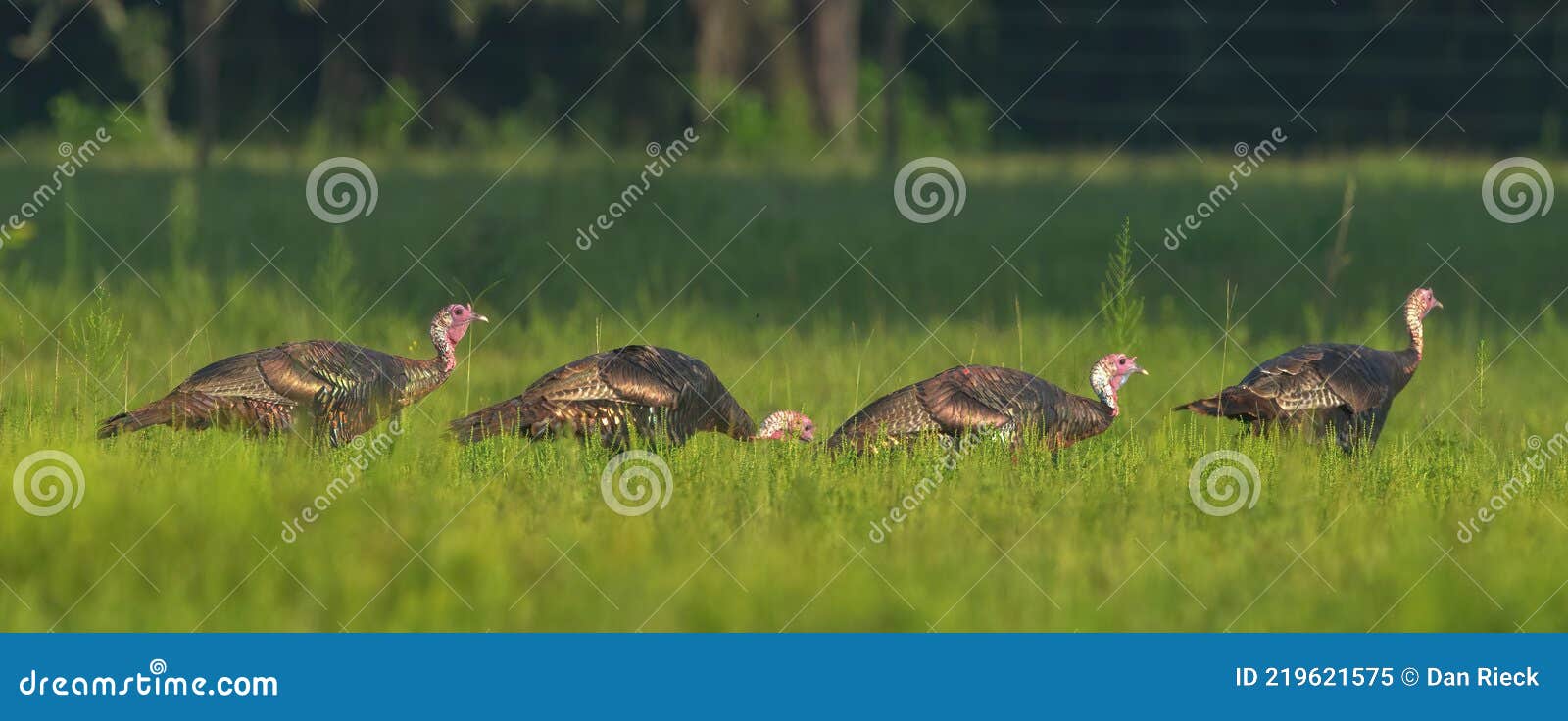 rafter, gobble or flock of young osceola wild turkey meleagris gallopavo osceola