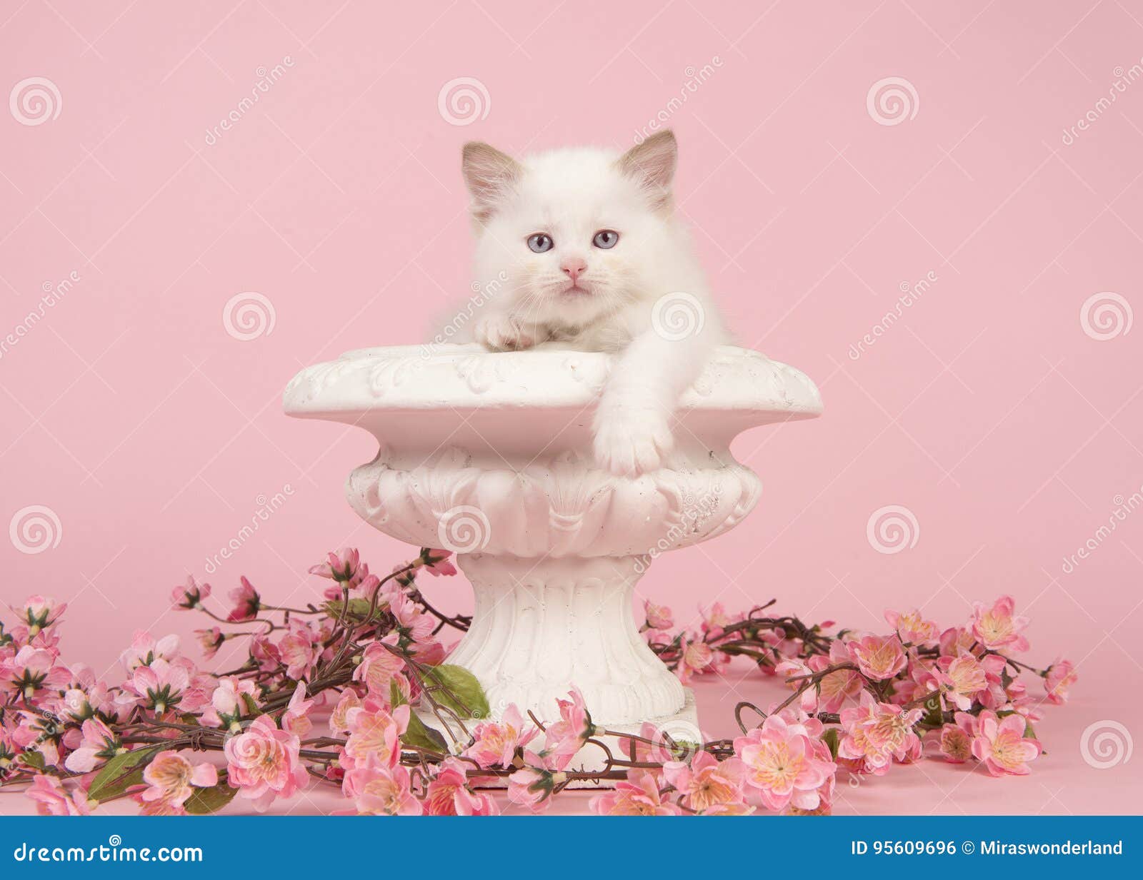 Rag Doll Baby  Cat  With Blue Eyes Hanging Over The Edge Of 