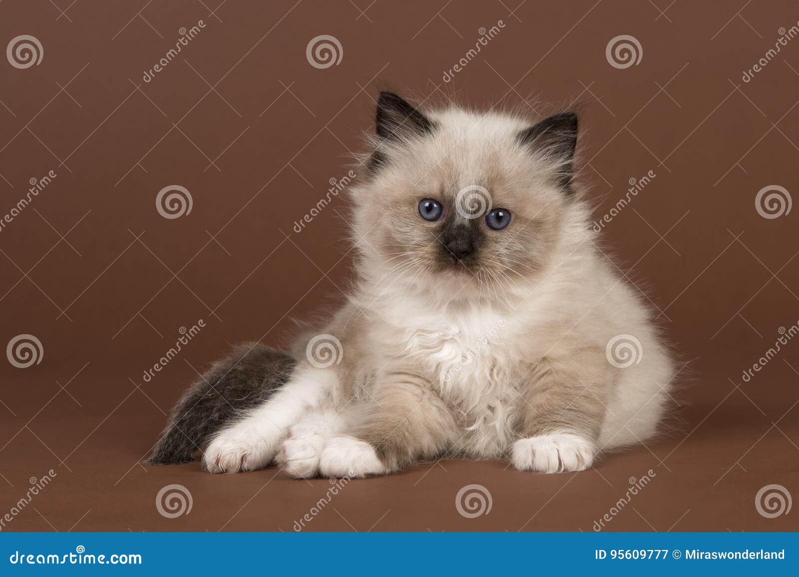 Rag Doll Baby Cat with Blue Eyes Looking at the Camera Lying Down on a ...