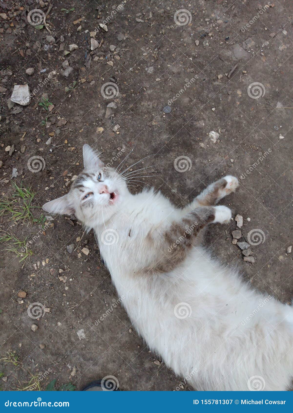 Veterinary Specialists Collaborate On Rare Heart Procedure To Save Young  Tabby Cat – Texas A\u0026M Stories, image size:1200x1690