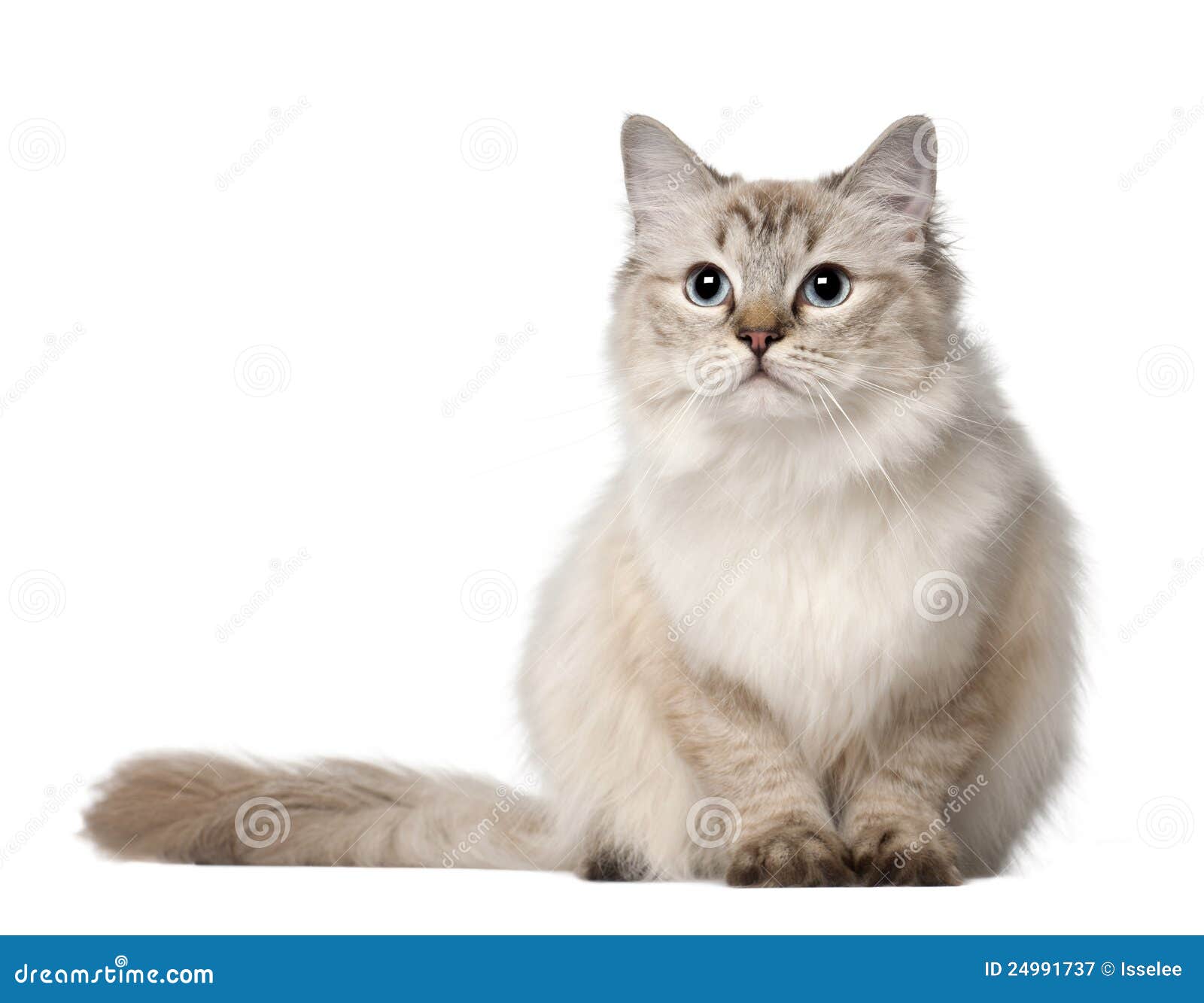 ragdoll cat, 10 months old, sitting