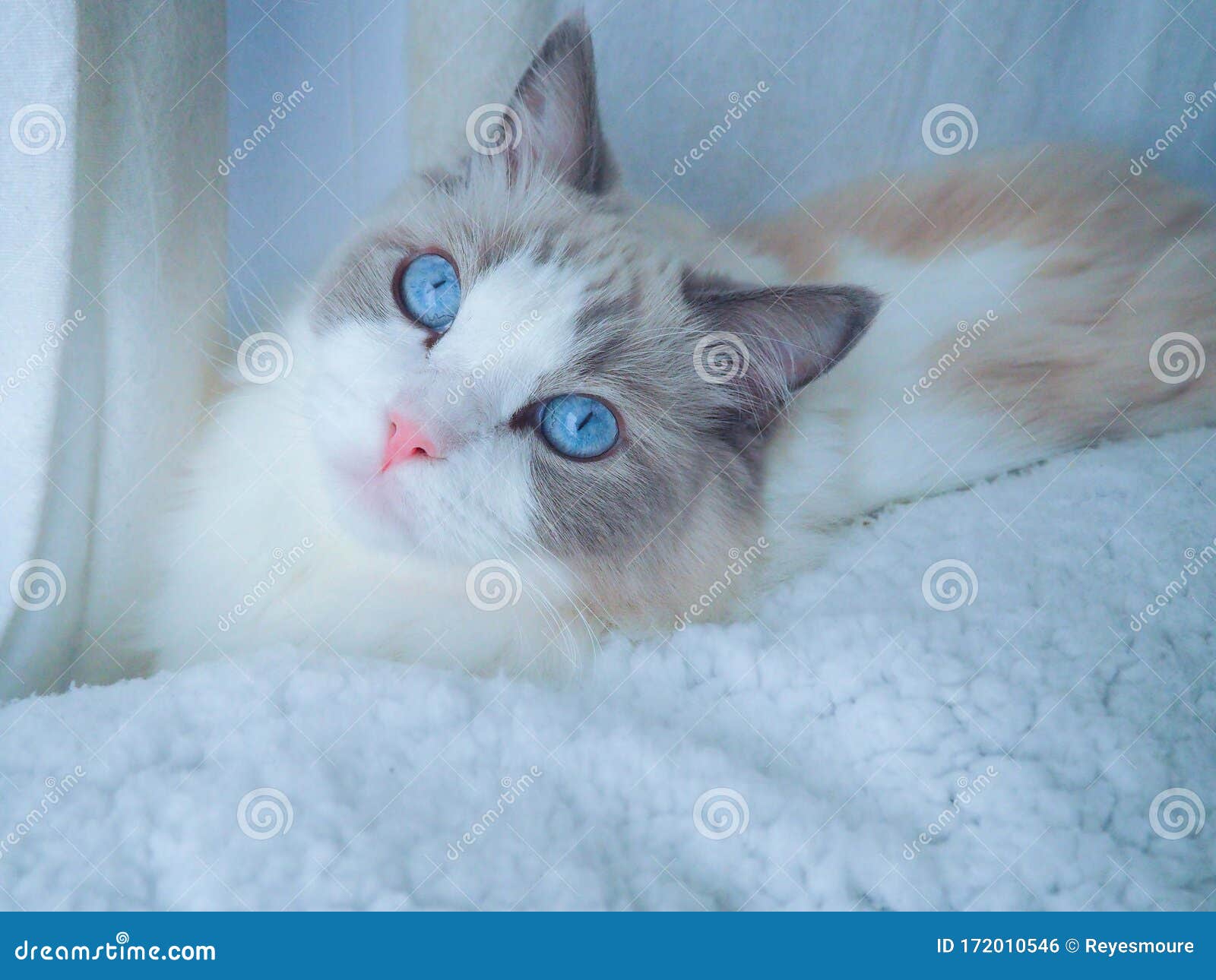 ragdoll cat with beautiful blue eyes.