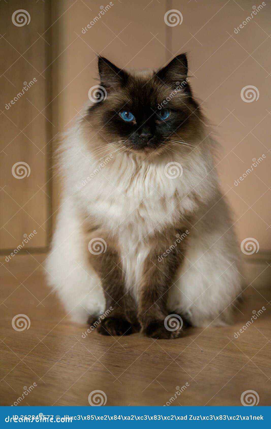 Ragdoll Cat in a Domestic Environment Stock Image Image of purebred