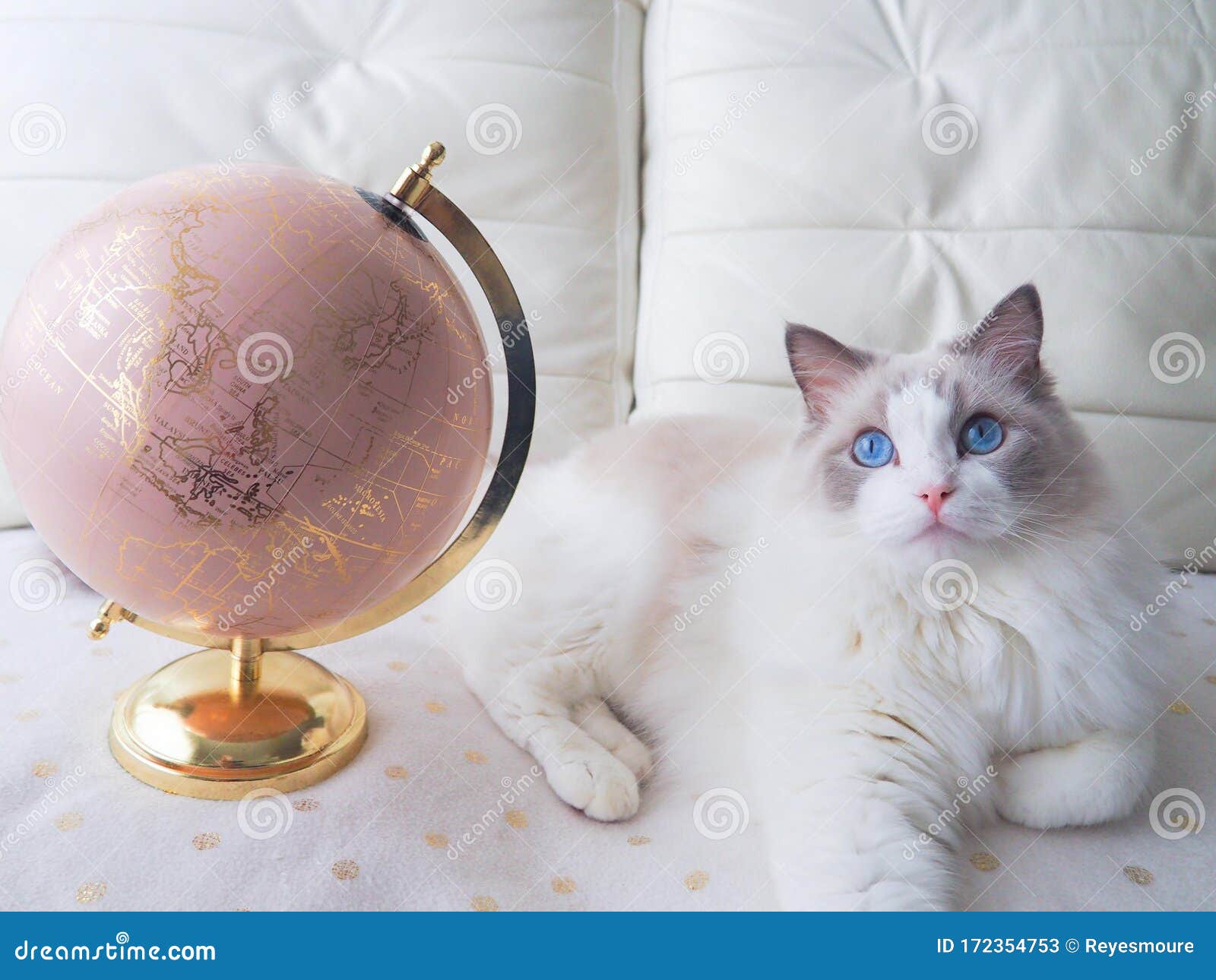 ragdoll cat with earth globe.