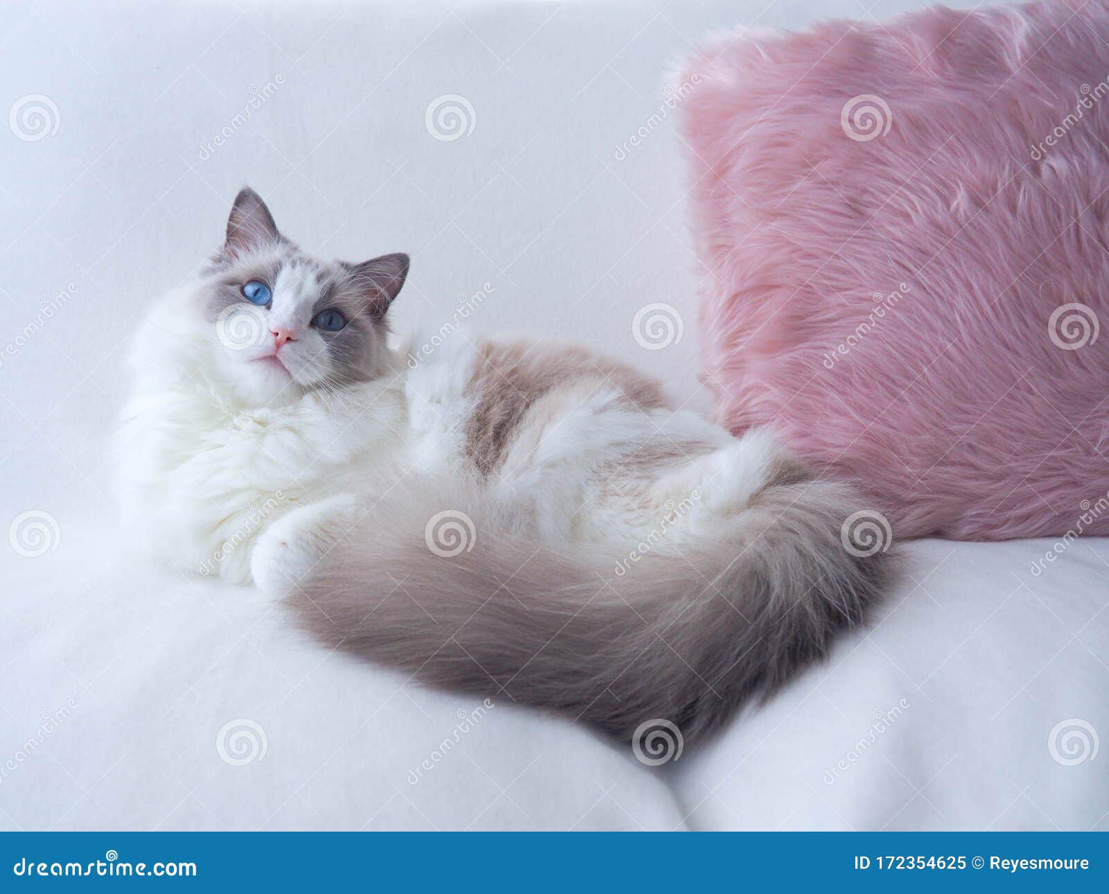 ragdoll cat with fluffy cushion.
