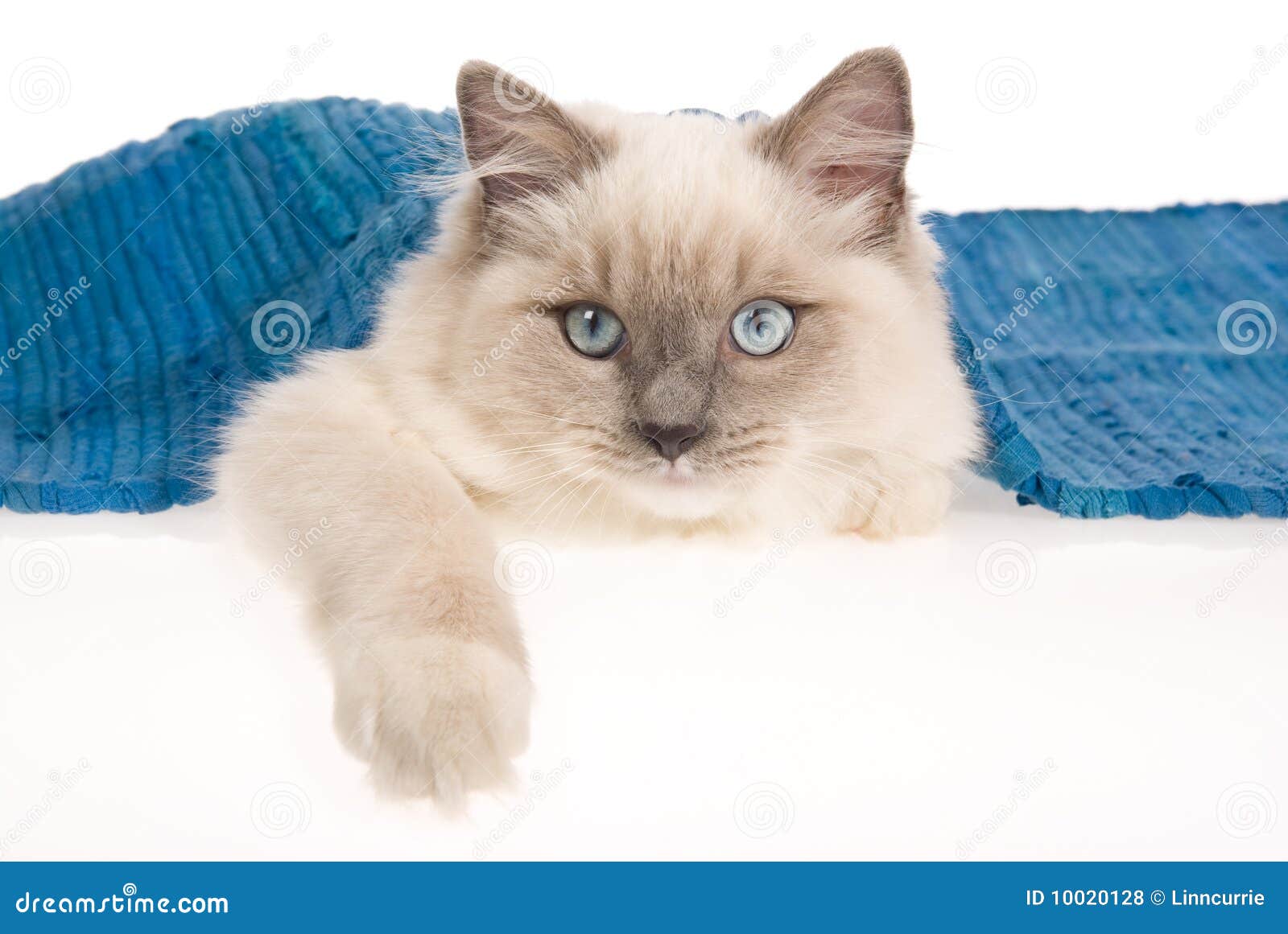 Ragdoll Cat Hiding Under Blue Rug Stock Photo Image of kitty, fabric