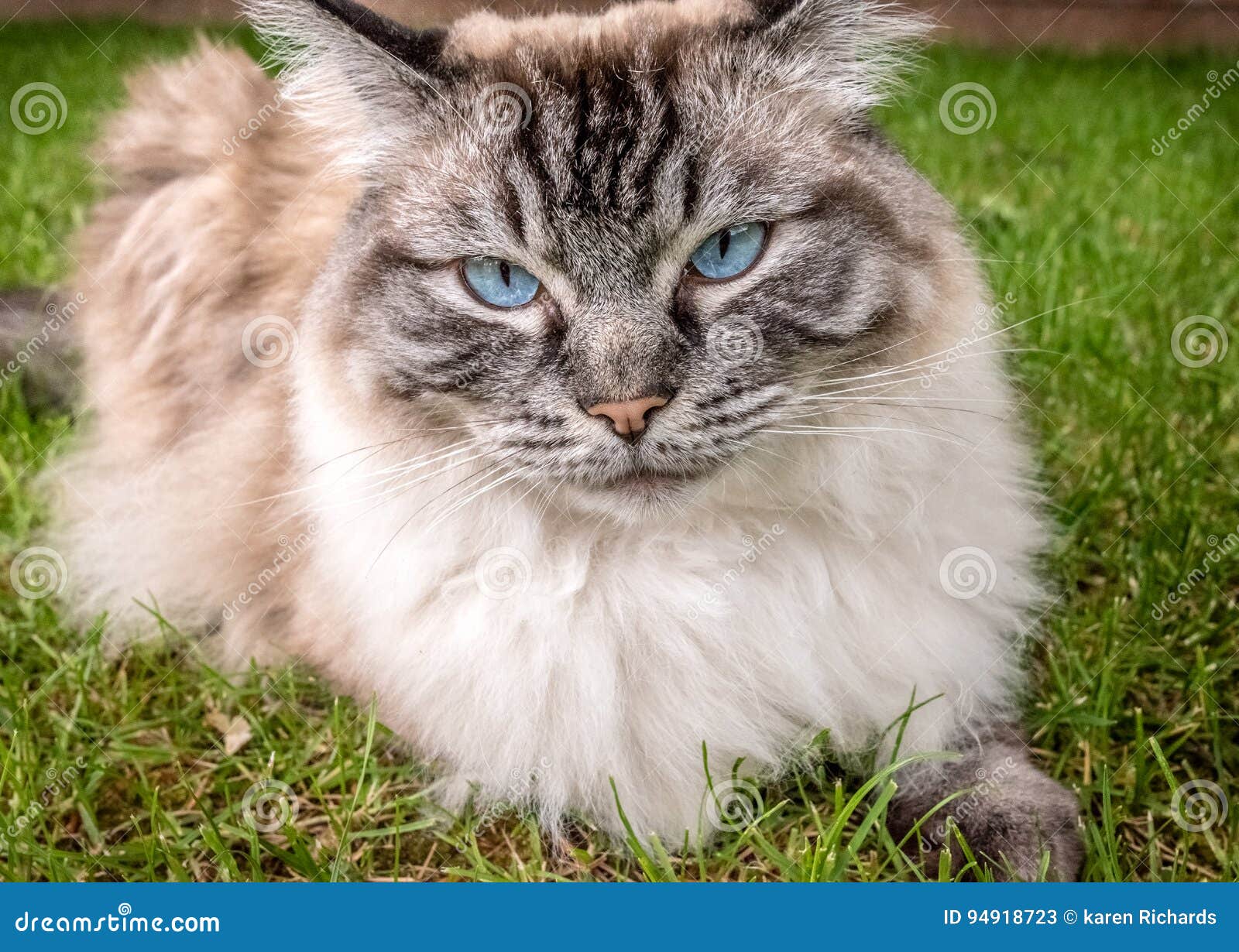 Ragdoll Cat Outdoor Portrait Imagen de archivo Imagen de hierba, gato 94918723