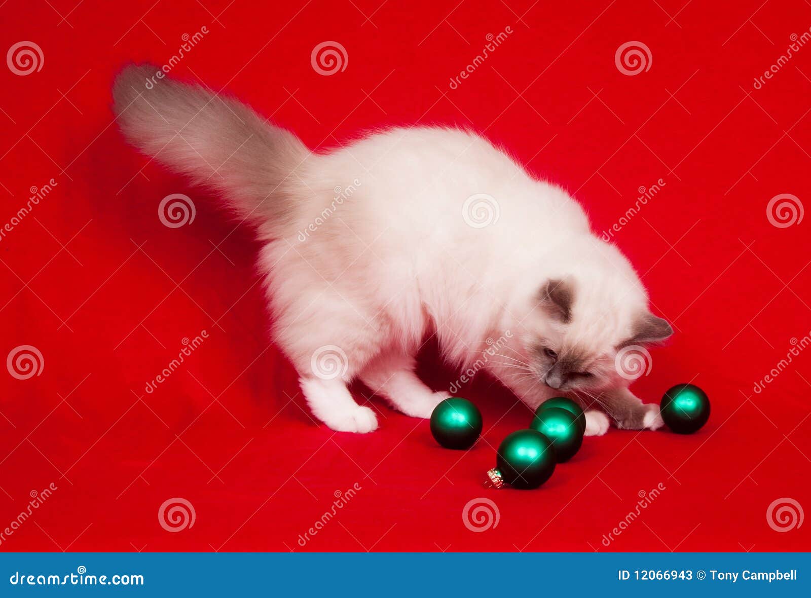 Ragdoll Cat Playing with Ornaments Stock Image Image of background