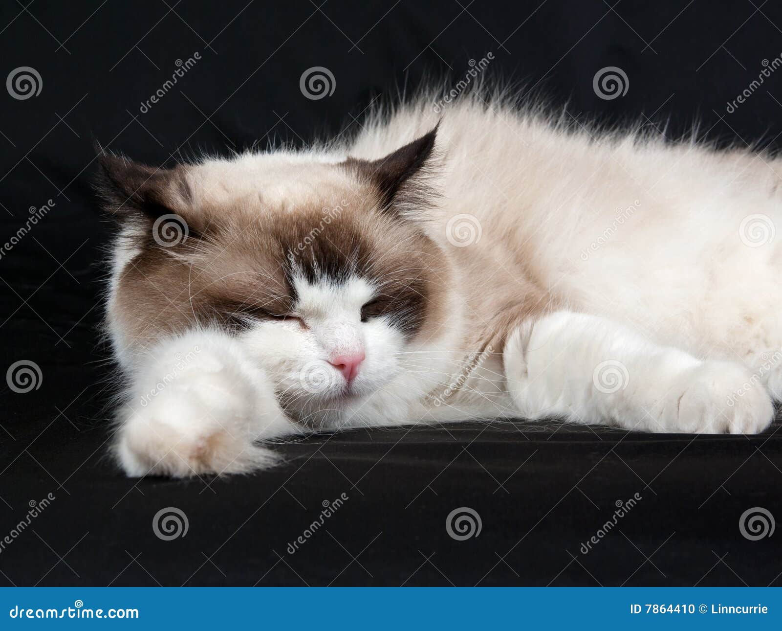 Ragdoll Cat Seal Bicolor on Black Background Stock Photo - Image of ...