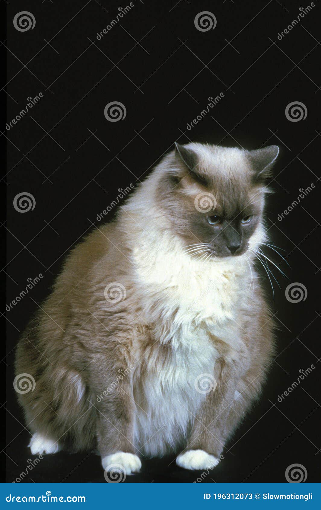 Ragdoll Domestic Cat Against Black Background Stock Image Image of