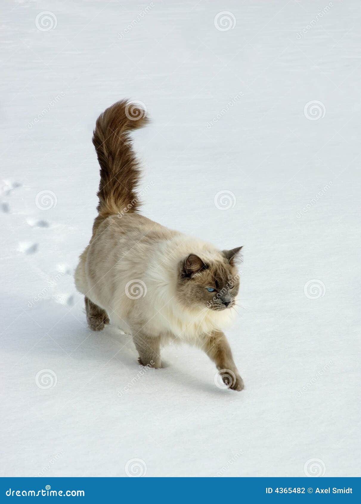 Ragdoll Katze stockfoto. Bild von knuddelig, farbe, beige - 4365482