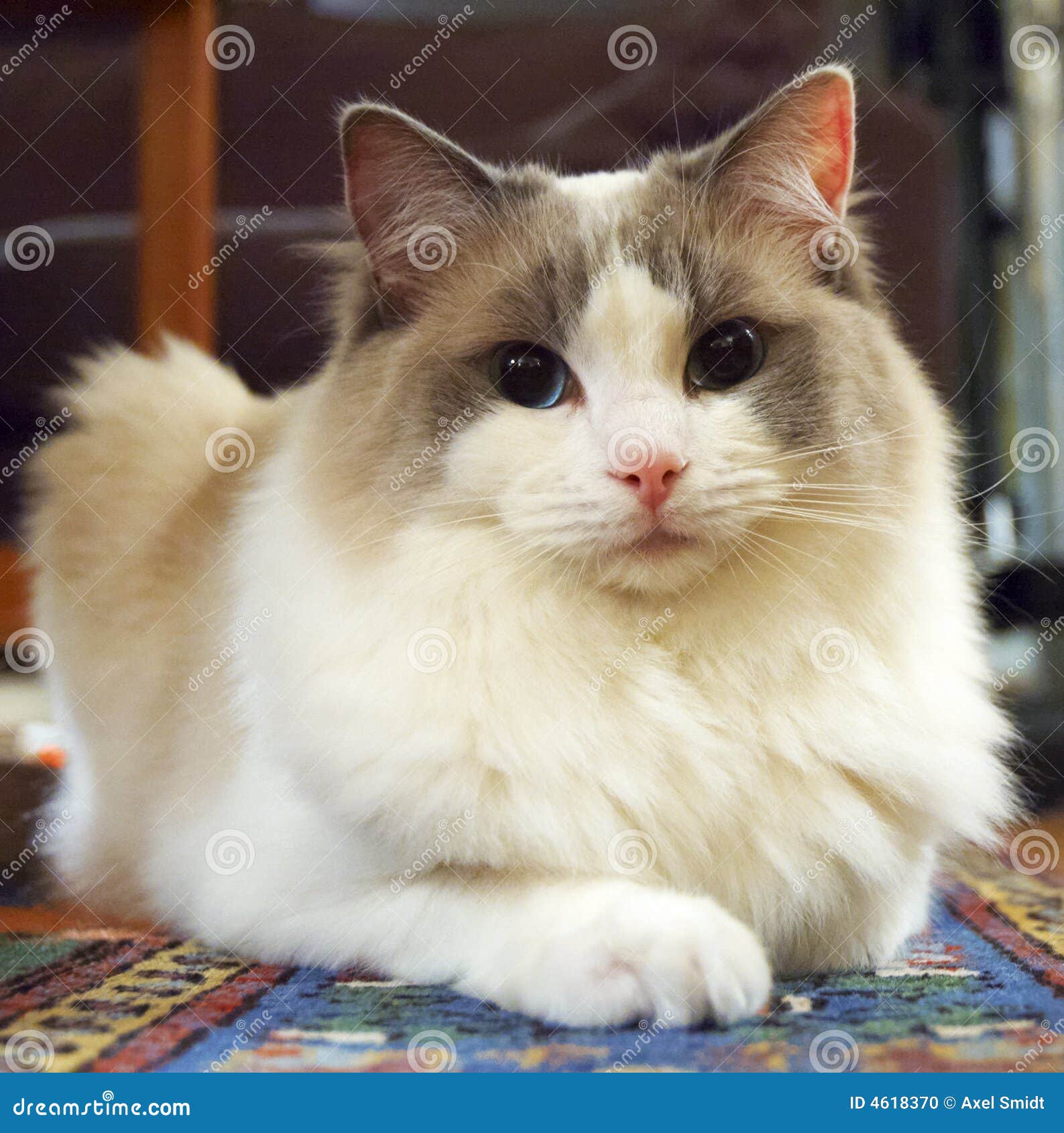 Ragdoll Katze stockfoto. Bild von schön, flaumig, katze - 4618370