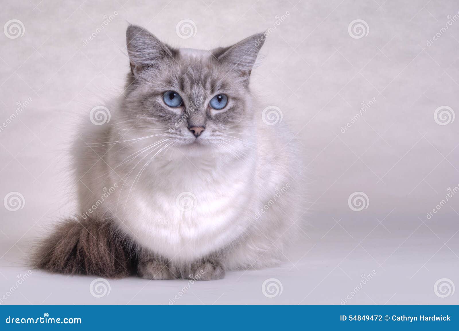 Ragdoll Katze stockfoto. Bild von studio, ebene, tabby - 54849472