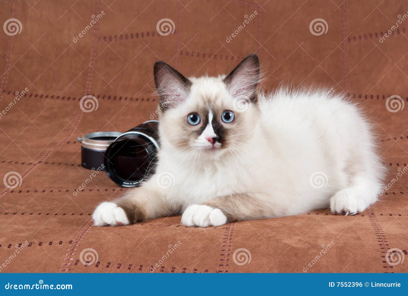 Ragdoll Kitten with Camera Lens Stock Photo - Image of hair, point: 7552396