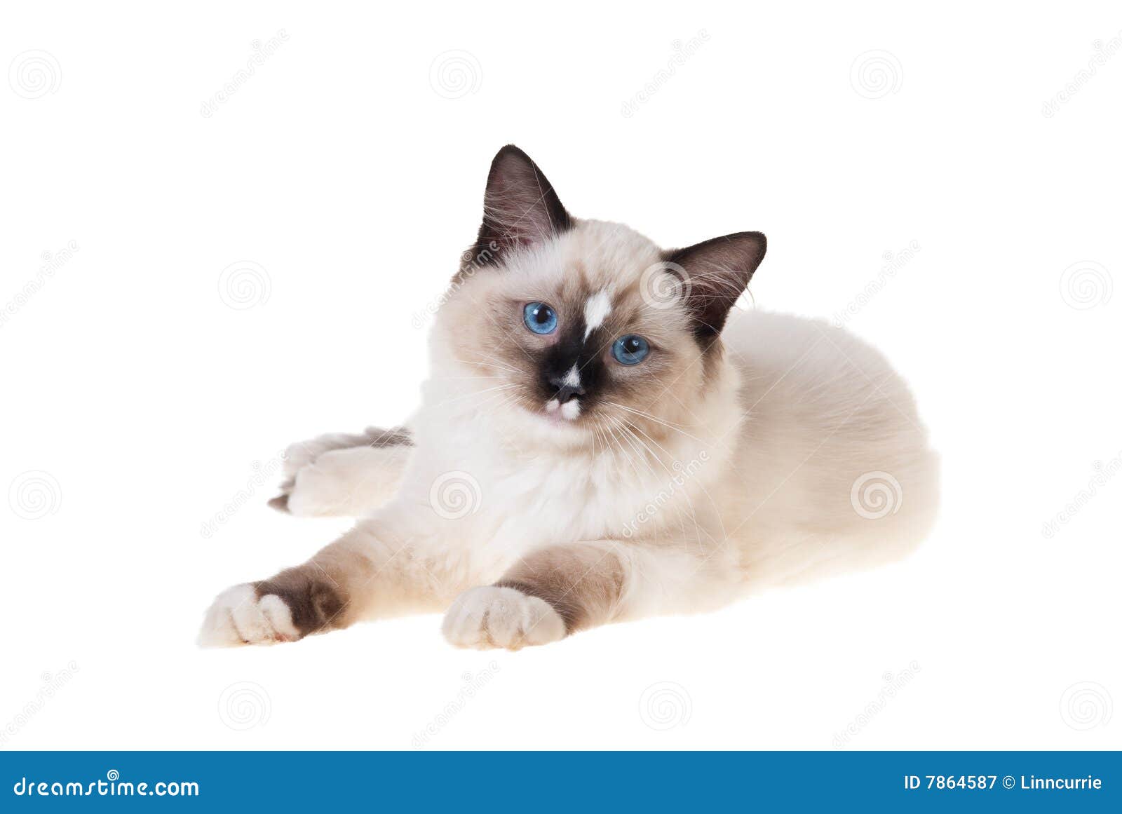 Ragdoll Kitten Isolated on White Stock Image - Image of adult, purebred ...