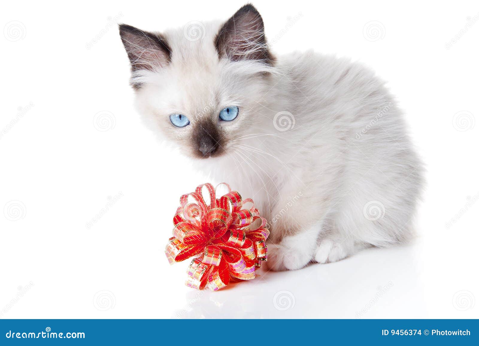 Ragdoll kitten with red ribbon. Seal point mitted ragdoll kitten with gift ribbon