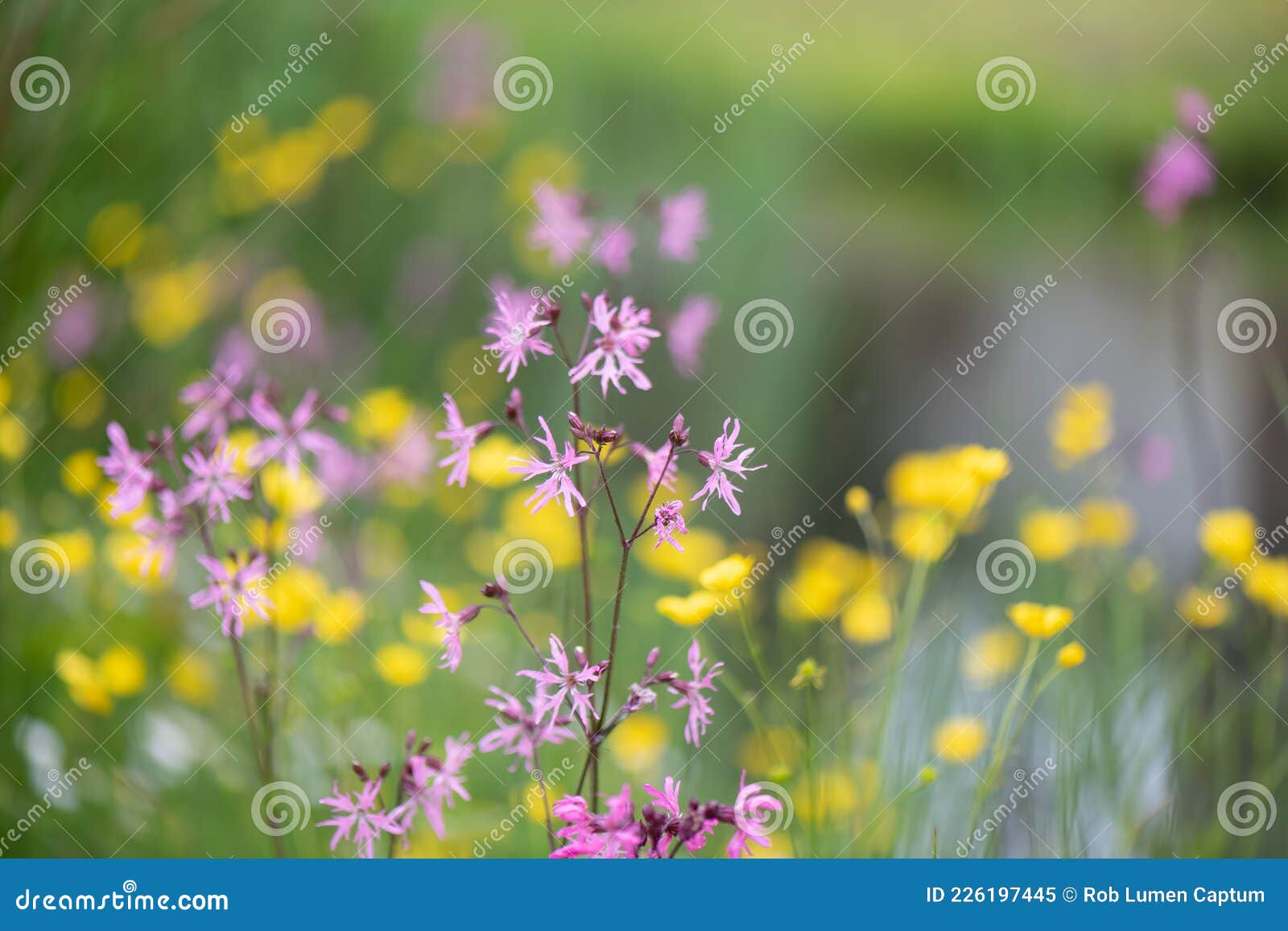 ragged-robin, silene flos-cuculi, flowering in a meadow