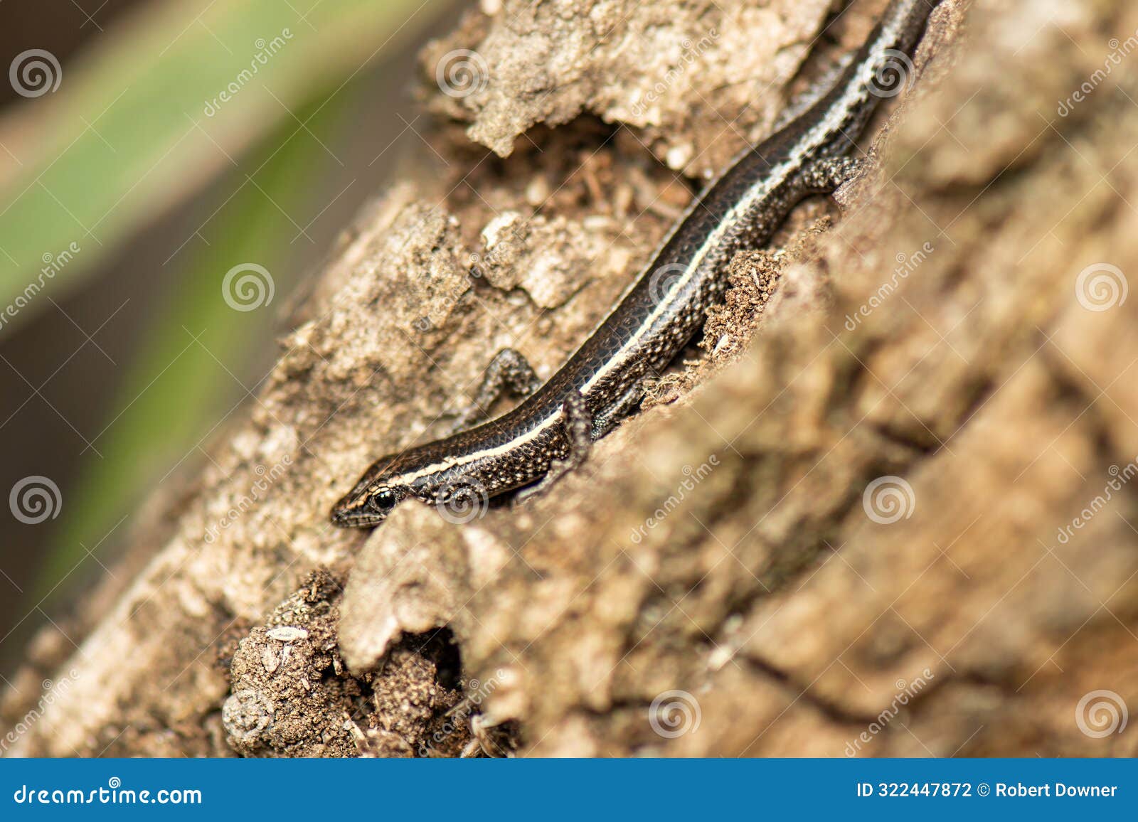 ragged snake-eyed skink