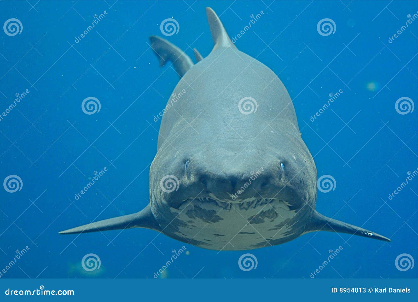 ragged tooth shark