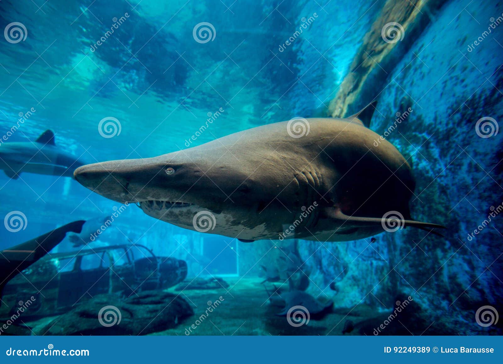 ragged tooth shark in aquarium
