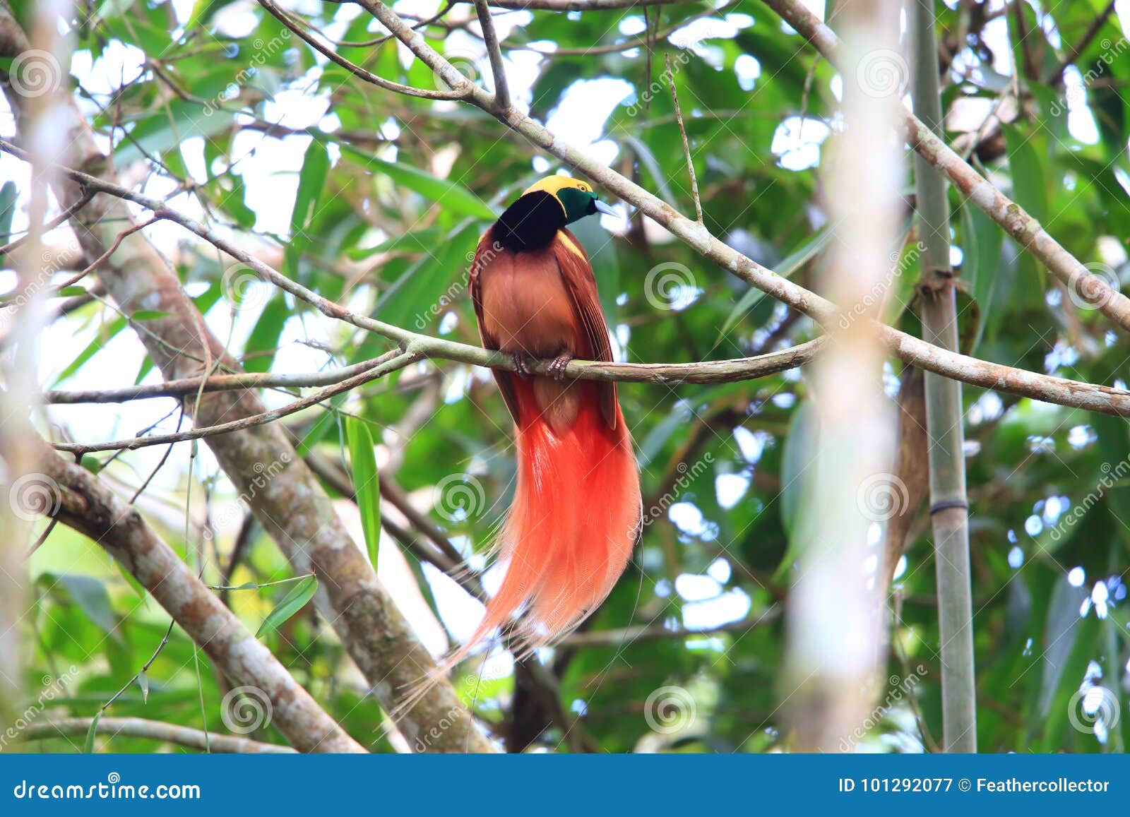 Raggiana-Vogel-von-Paradies Paradisaea-raggiana in Nationalpark Varirata, Papua-Neu-Guinea